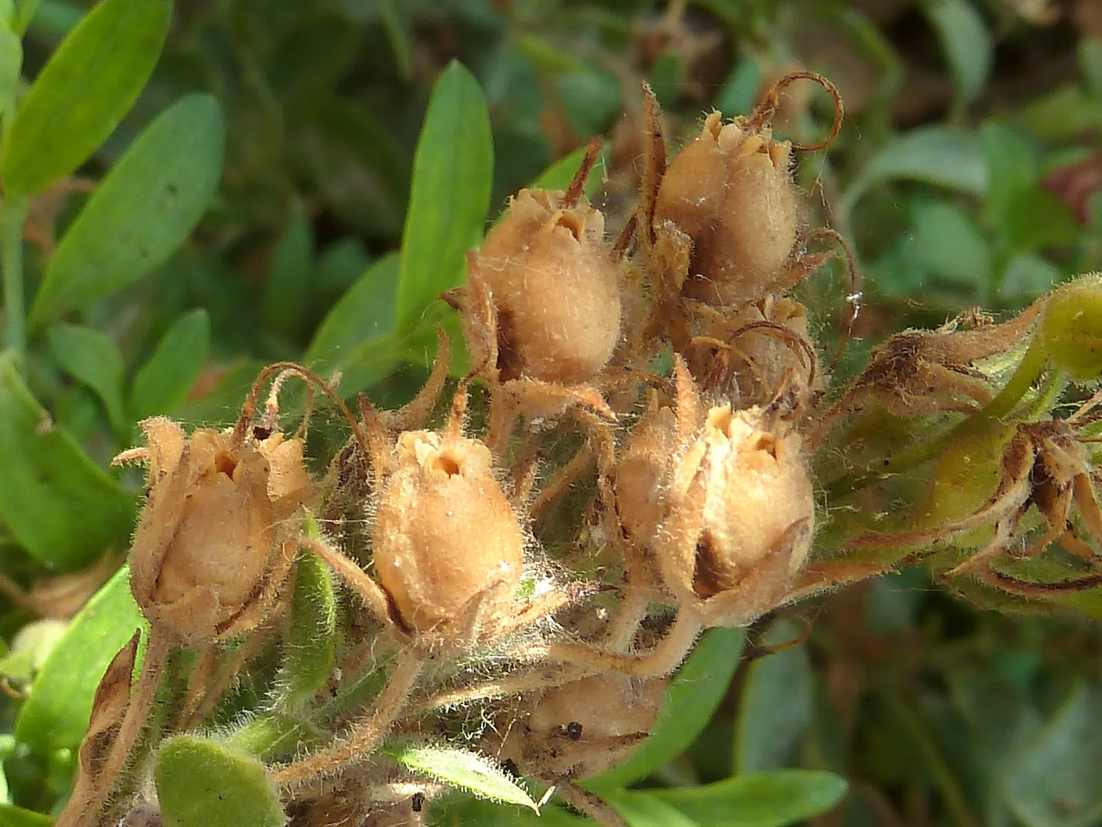 Island Bush Snapdragon (Gambelia Speciosa) — and while occasional pruning encourages bushier growth and more prolific blooming