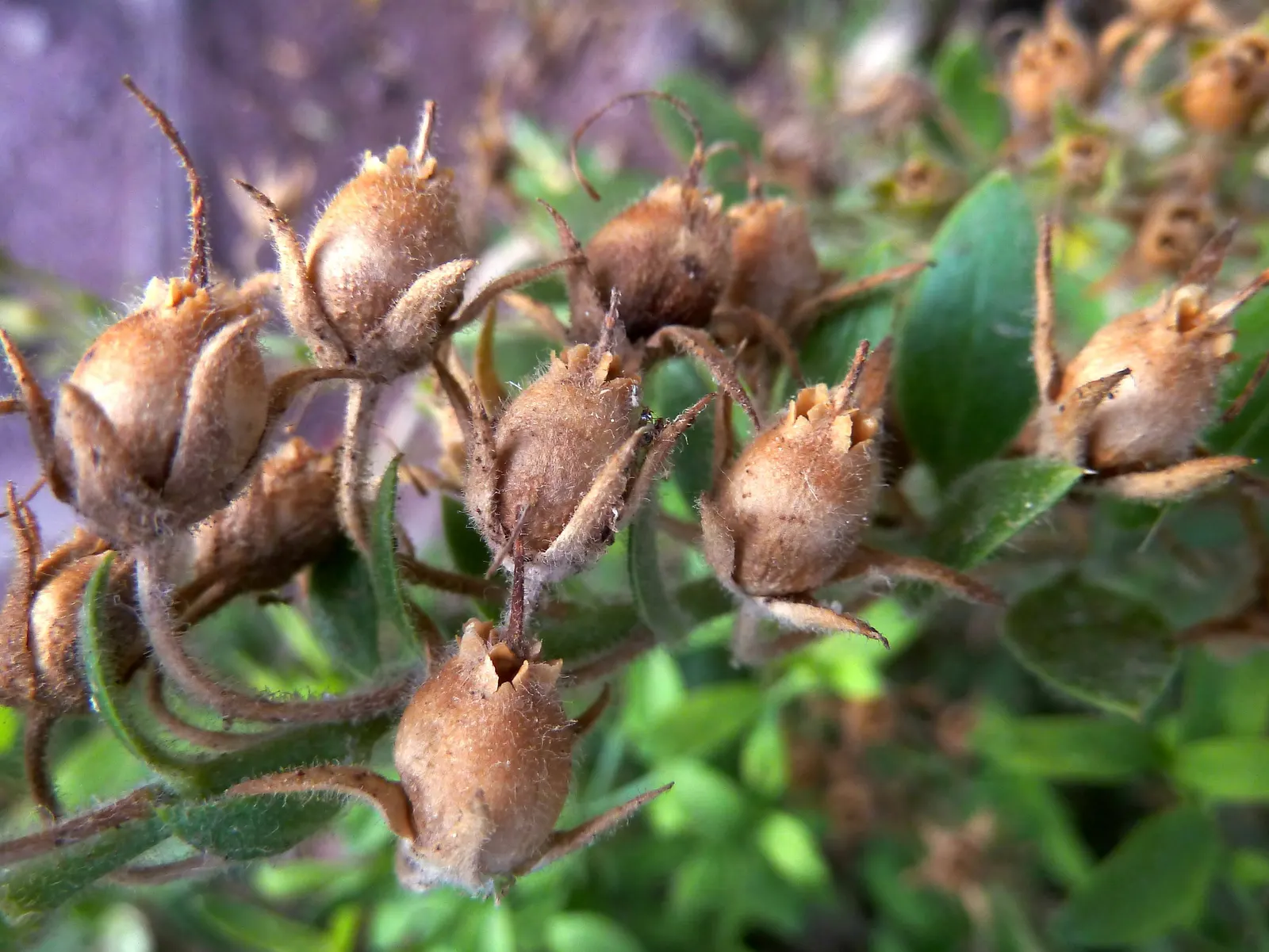 Island Bush Snapdragon (Gambelia Speciosa) — measuring up to 3 inches in length