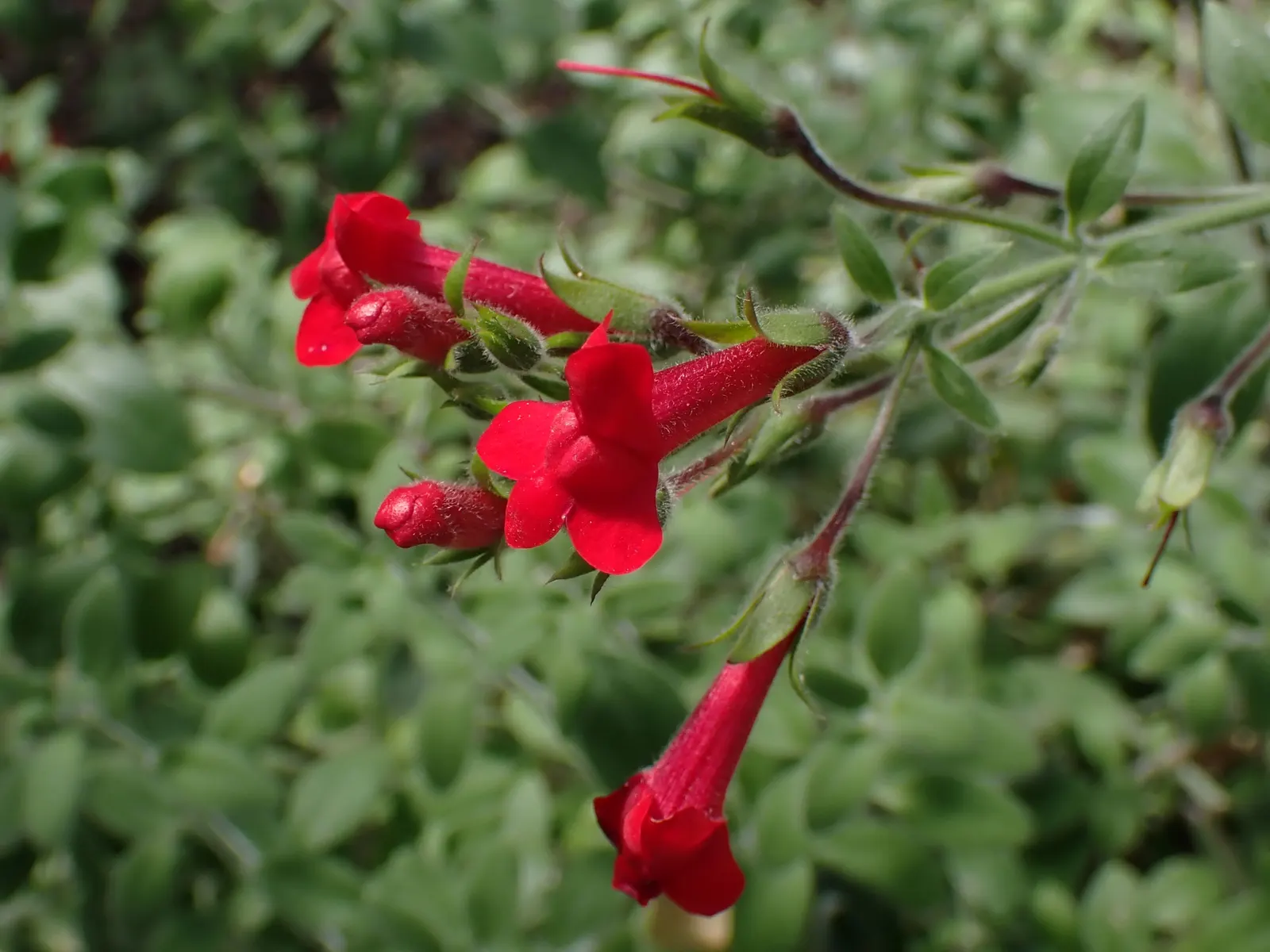 Island Bush Snapdragon (Gambelia Speciosa) — particularly thriving on the Channel Islands