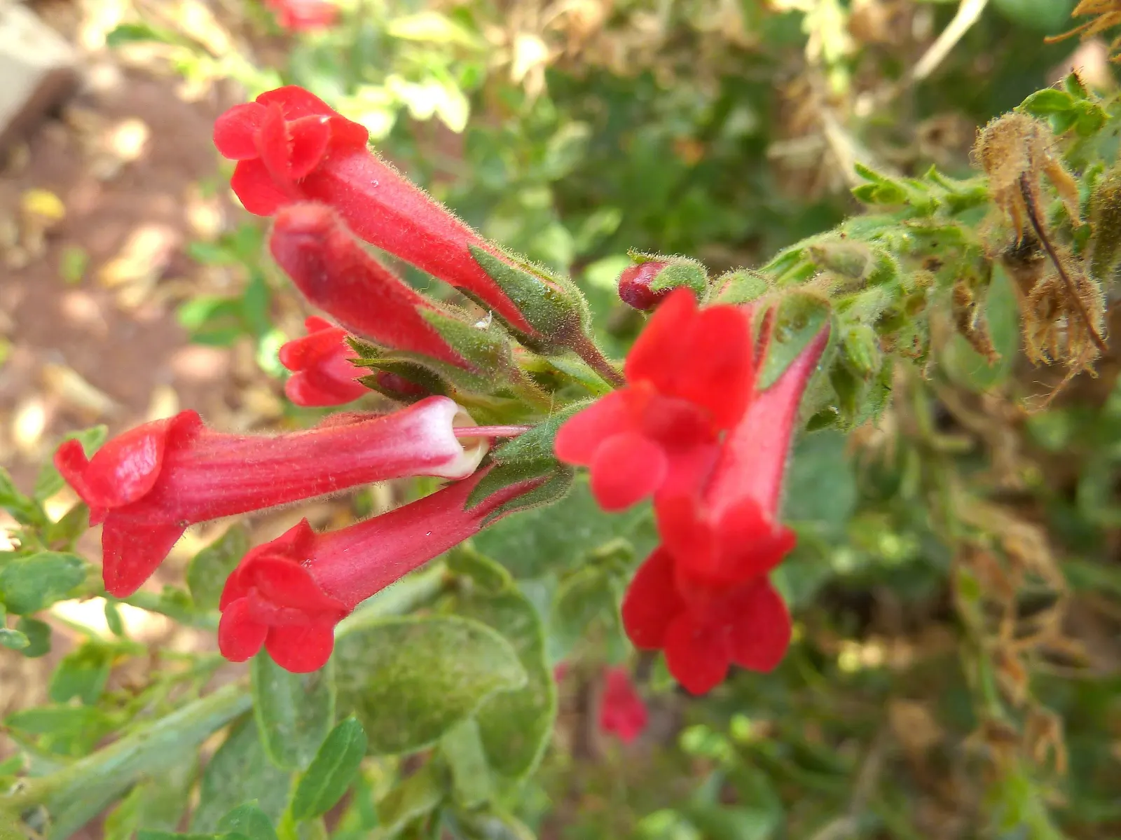 Island Bush Snapdragon (Gambelia Speciosa) — ground cover / perennial with red blooms