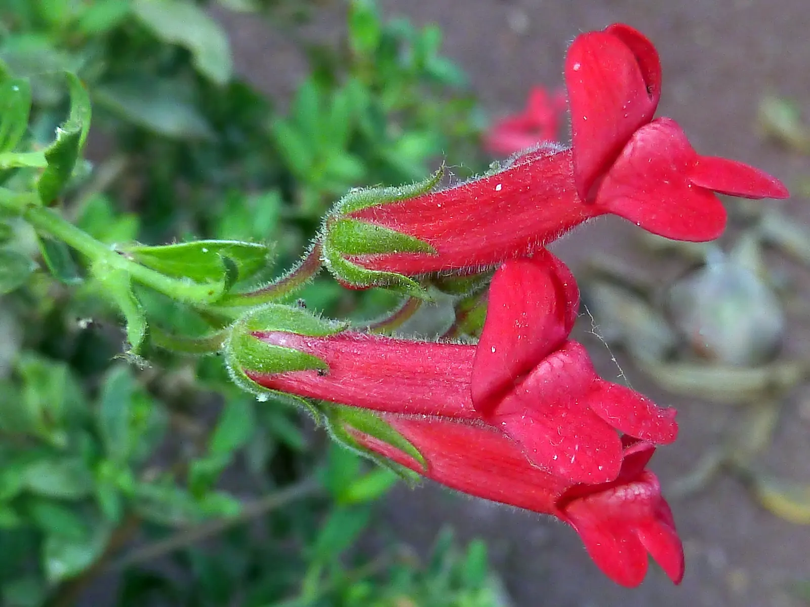 Island Bush Snapdragon (Gambelia Speciosa) — This drought-tolerant species requires well-drained soil and minimal water once established, image 32