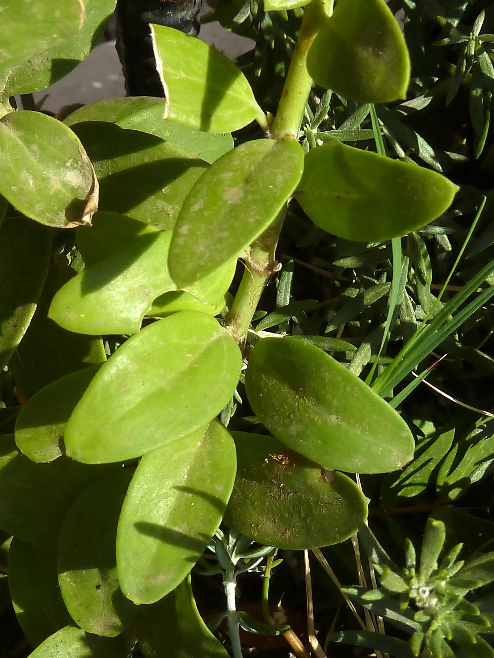 Island Bush Snapdragon (Gambelia Speciosa) — are a magnet for hummingbirds and butterflies