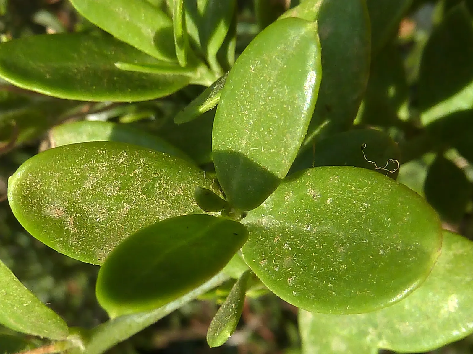 Island Bush Snapdragon (Gambelia Speciosa) — evergreen shrub native to California