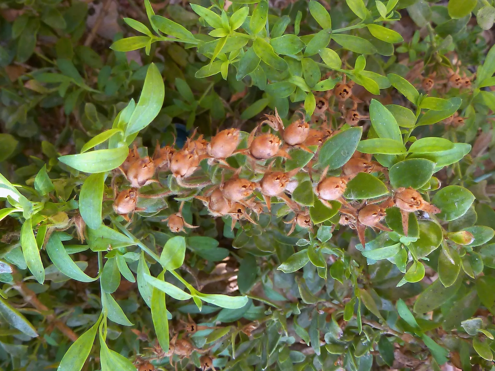 Island Bush Snapdragon (Gambelia Speciosa) — It exhibits moderate growth
