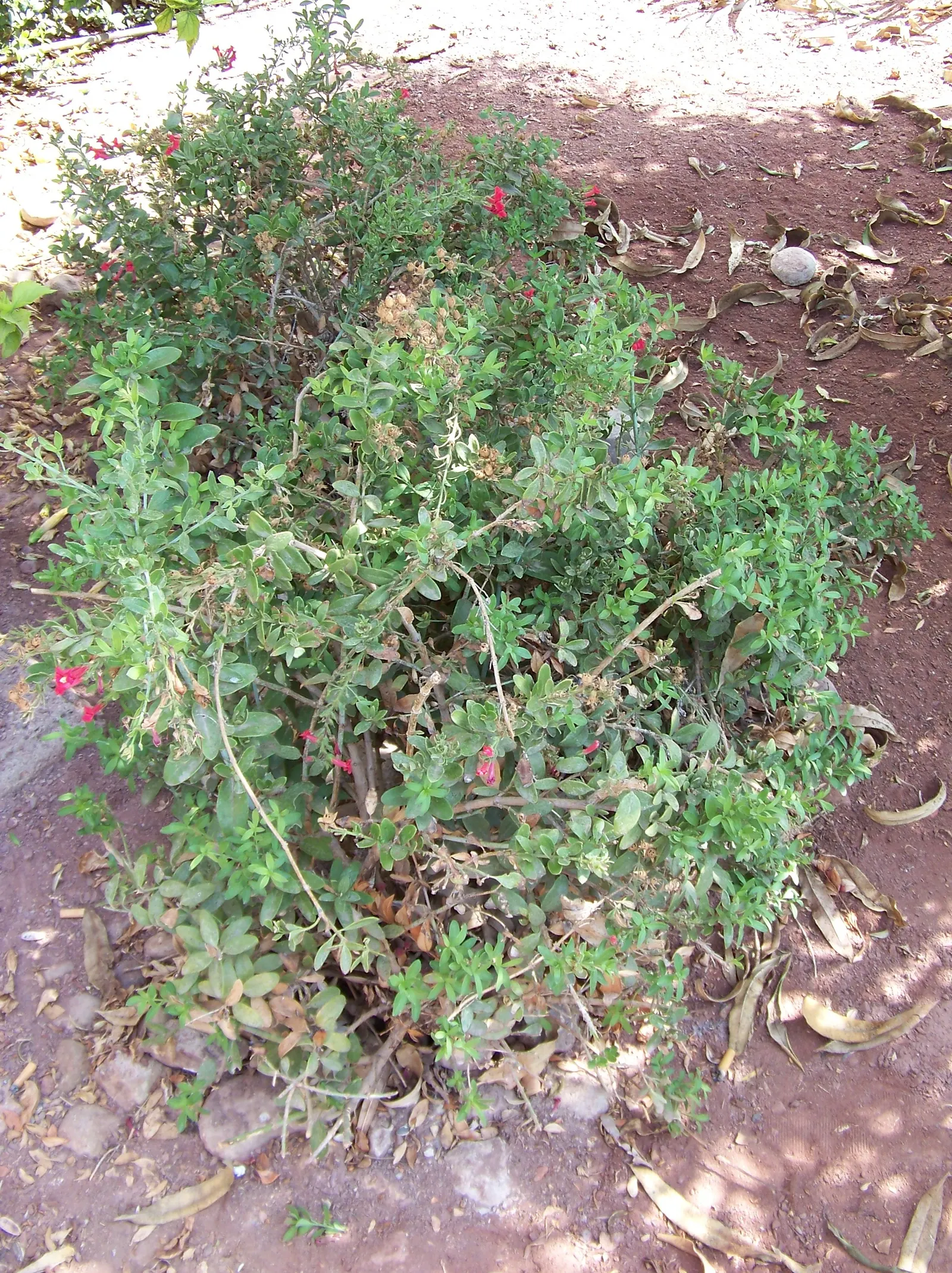 Island Bush Snapdragon (Gambelia Speciosa) — requiring minimal maintenance once established.<br><br>Mature specimens can reach heights of 3 to 5 feet