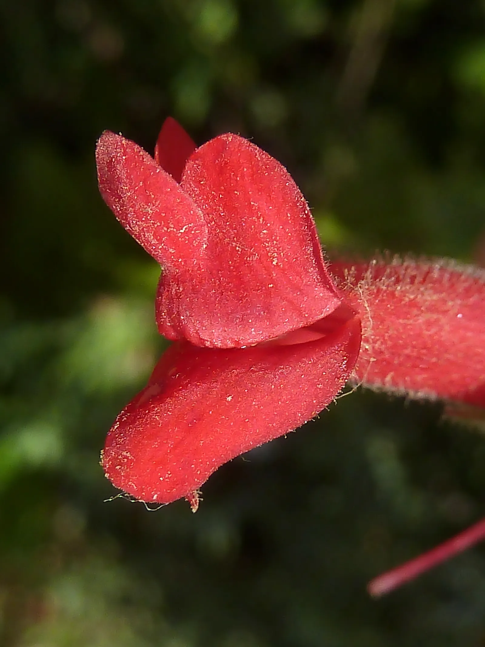 Island Bush Snapdragon (Gambelia Speciosa) — red flowers in the garden