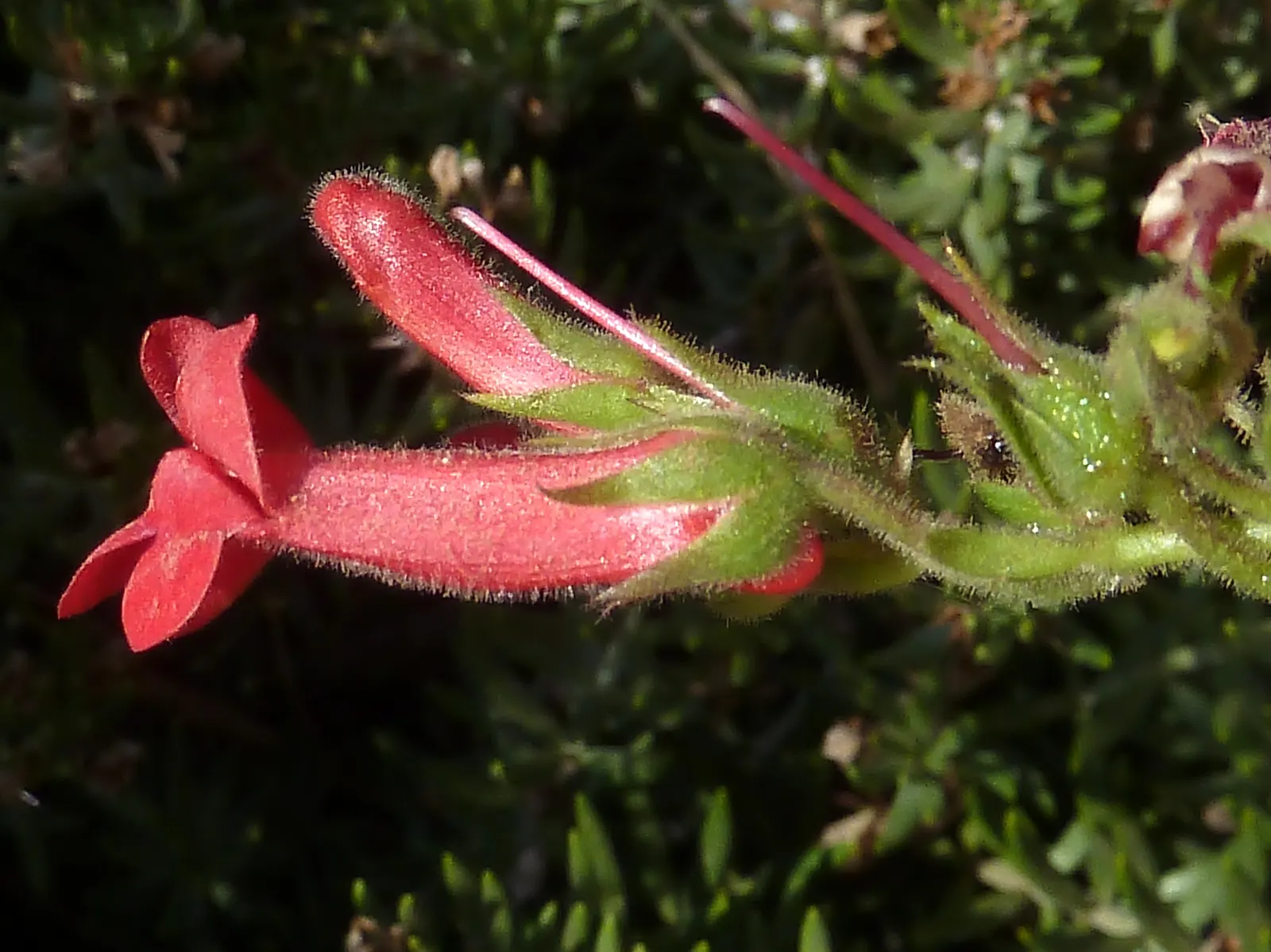 Island Bush Snapdragon (Gambelia Speciosa) — which span about 1 to 2 inches in length