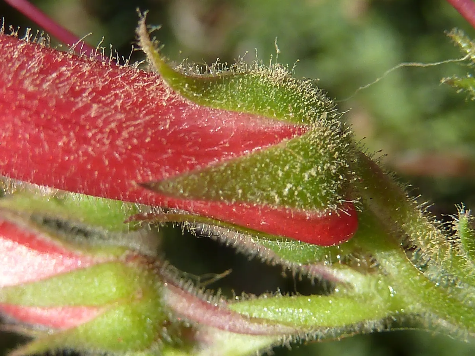 Island Bush Snapdragon (Gambelia Speciosa) — the Island Bush Snapdragon offers a low-fuss option with high visual and ecological impact