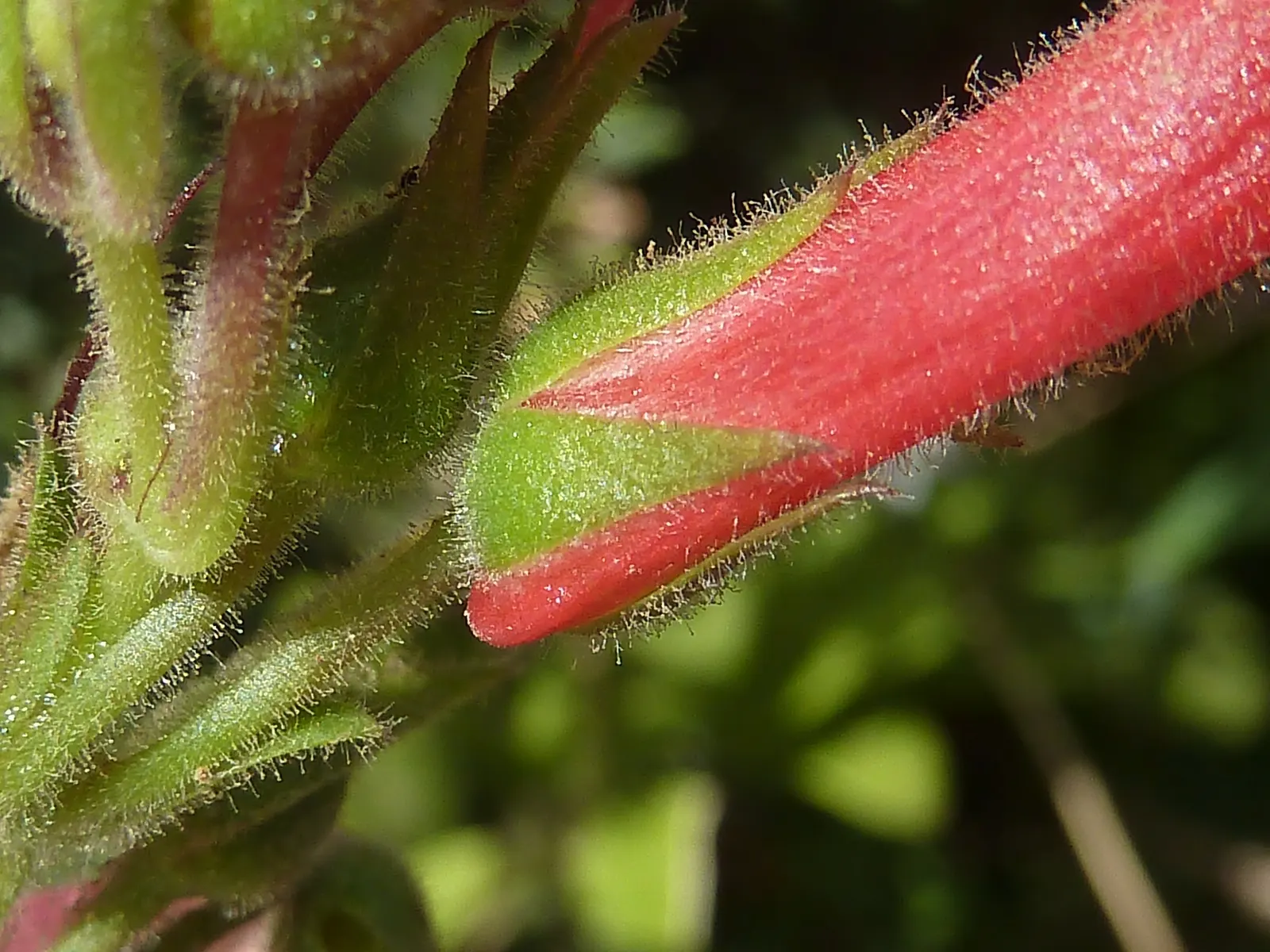 Island Bush Snapdragon (Gambelia Speciosa) — attractive to pollinators