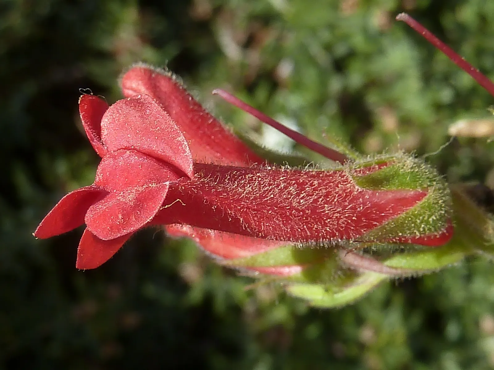 Island Bush Snapdragon (Gambelia Speciosa) — making it an excellent choice for water-wise gardens in USDA zones 7-10; this resilient plant offers lush foliage
