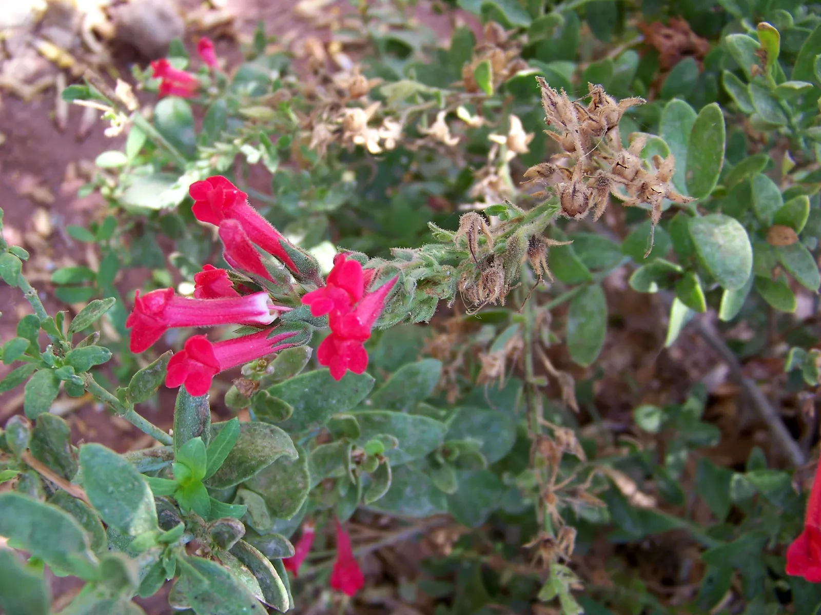 Island Bush Snapdragon (Gambelia Speciosa) — ground cover / perennial for full or half