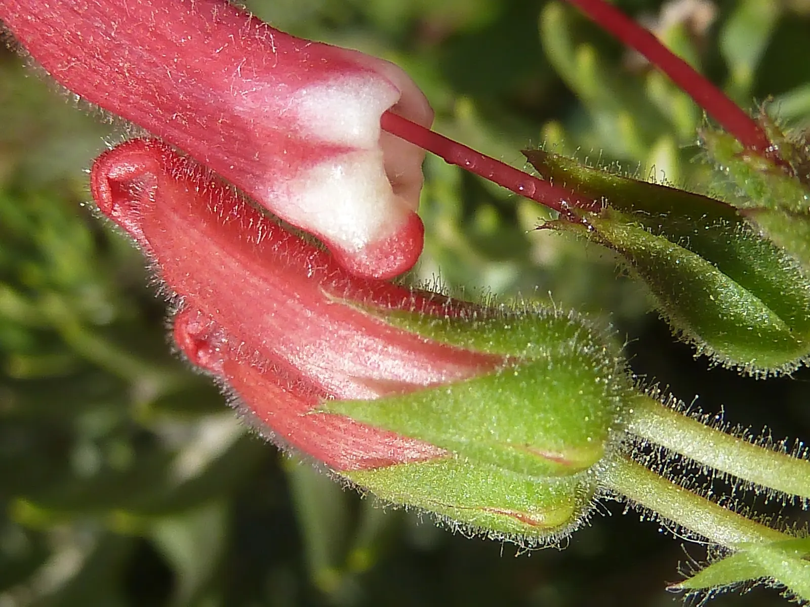 Island Bush Snapdragon (Gambelia Speciosa) — Gambelia speciosa is drought-tolerant post-establishment and adapts well to various soil types