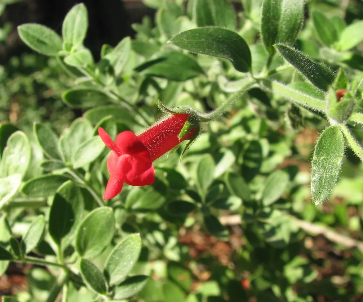 Island Bush Snapdragon (Gambelia Speciosa) — The Island Bush Snapdragon (Gambelia speciosa) is a captivating