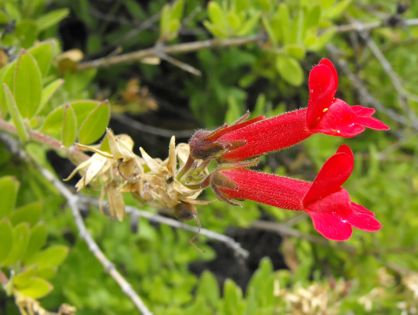 Island Bush Snapdragon (Gambelia Speciosa) — which attract hummingbirds