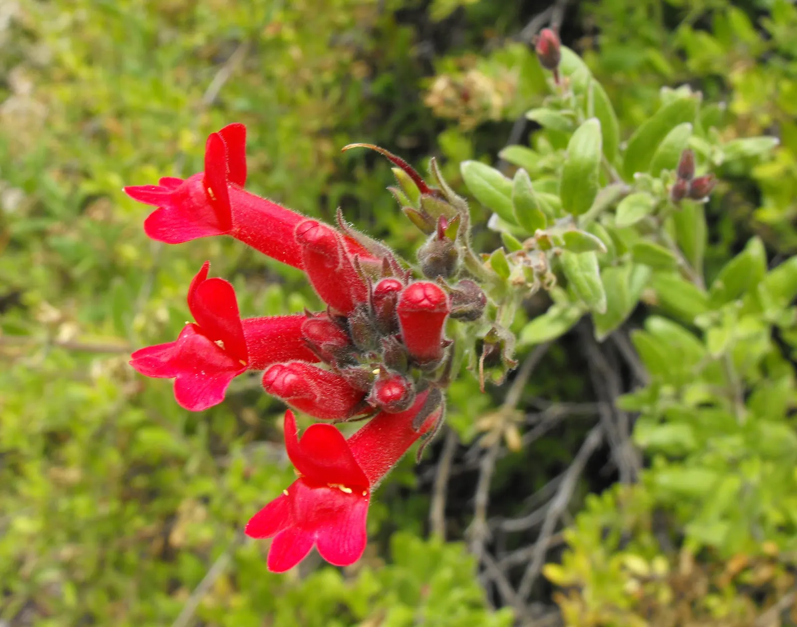 Island Bush Snapdragon (Gambelia Speciosa) — making it an excellent choice for water-wise gardens in USDA zones 7-10