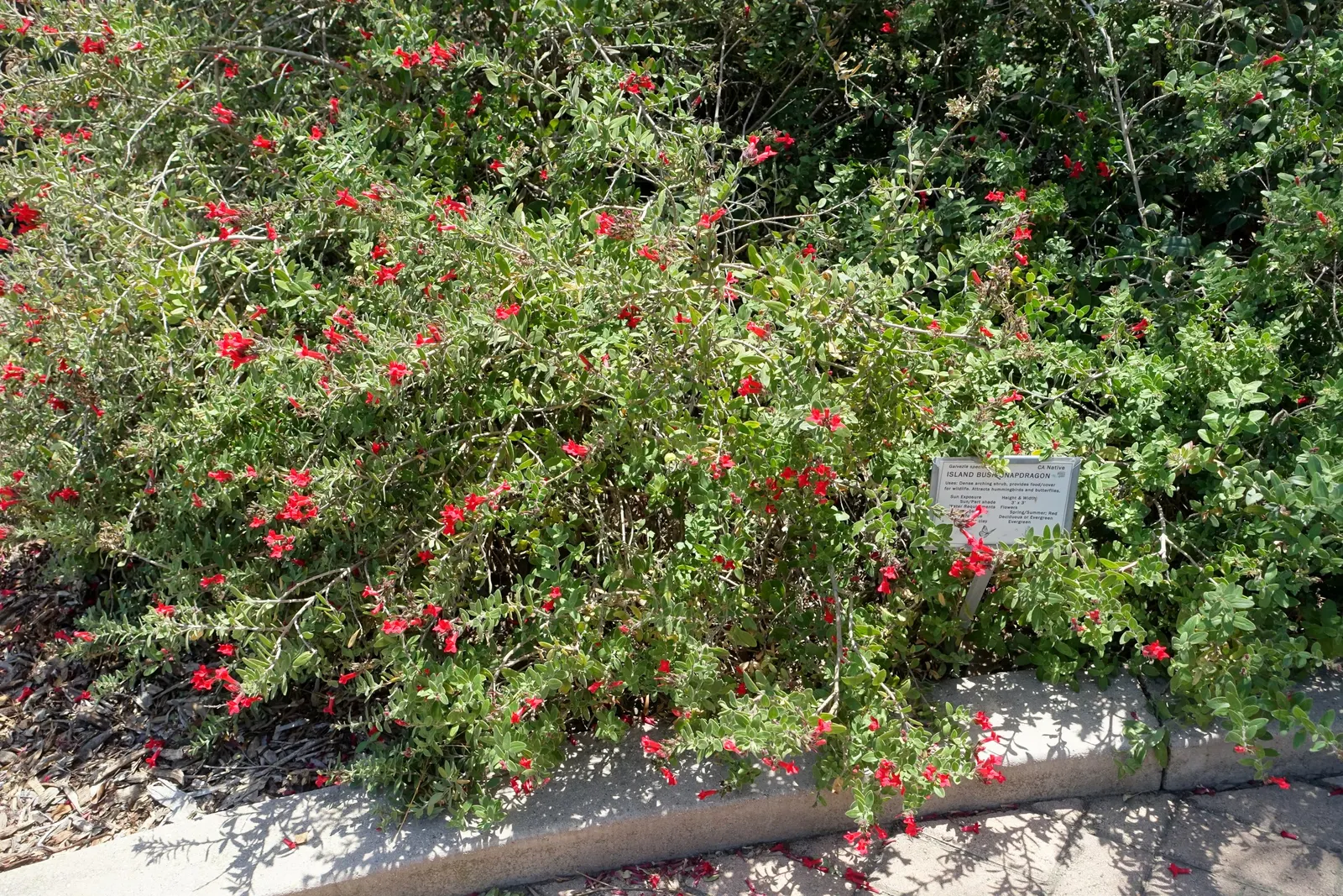 Island Bush Snapdragon (Gambelia Speciosa) — which attract hummingbirds; red flowers in the garden