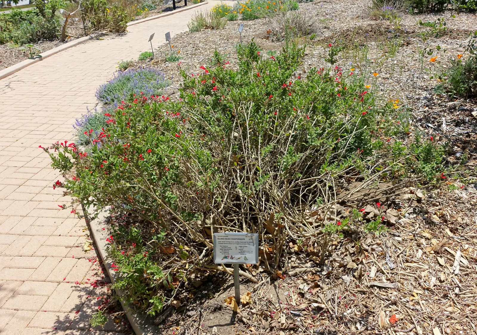 Island Bush Snapdragon (Gambelia Speciosa) — The Island Bush Snapdragon (Gambelia speciosa) is a vibrant evergreen shrub; which attract hummingbirds