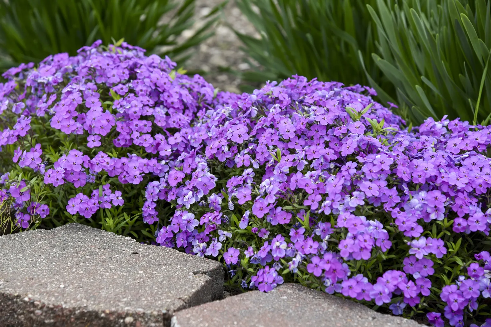 'Purple Sprite' Hybrid Spring Phlox (Phlox hybrid) — Proven Winners - 'Purple Sprite' - Hybrid Spring Phlox - Phlox hybrid purple bright purple plant details