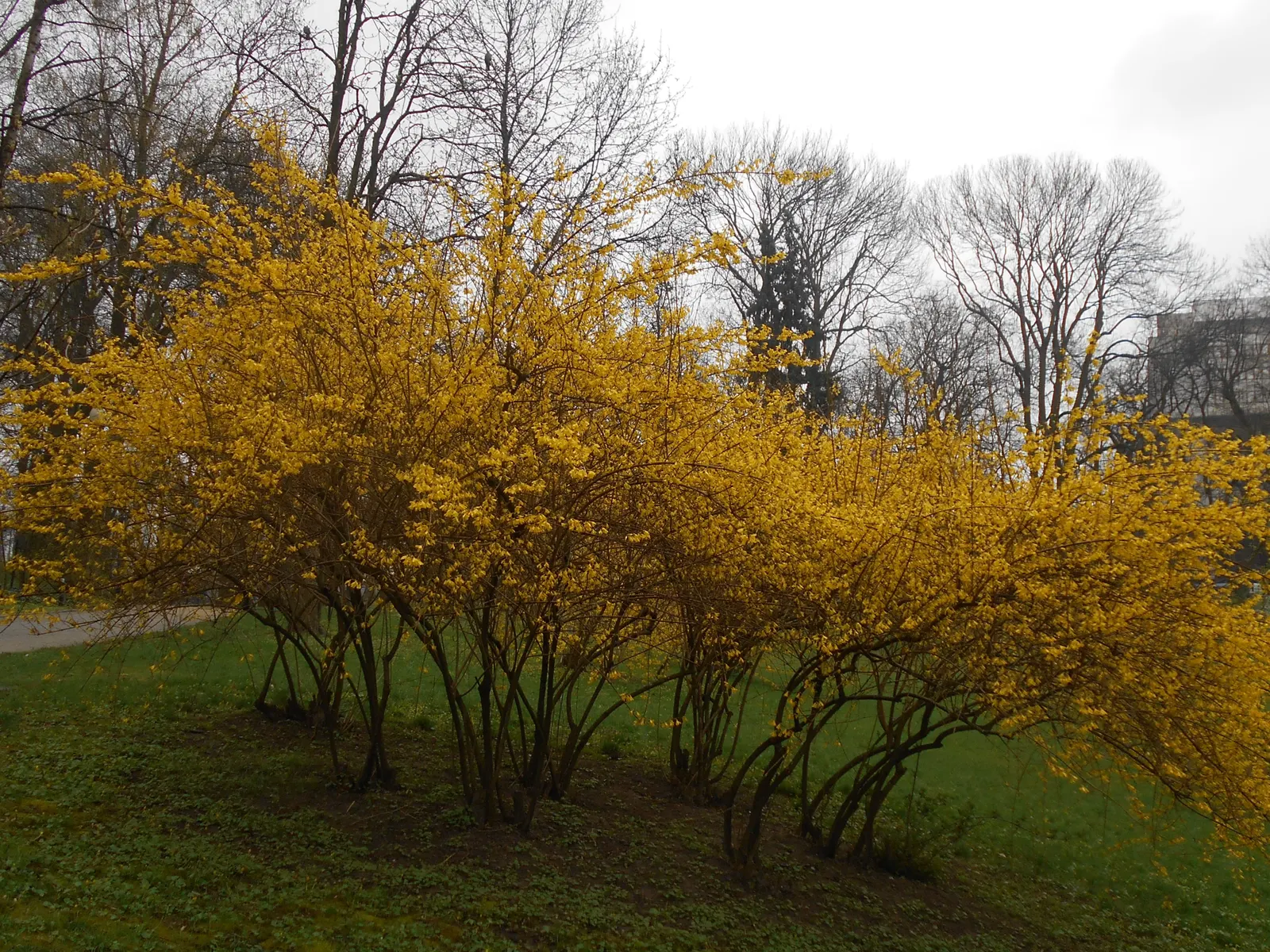 Border Forsythia (Forsythia x intermedia) — or for naturalizing in large areas, image 61