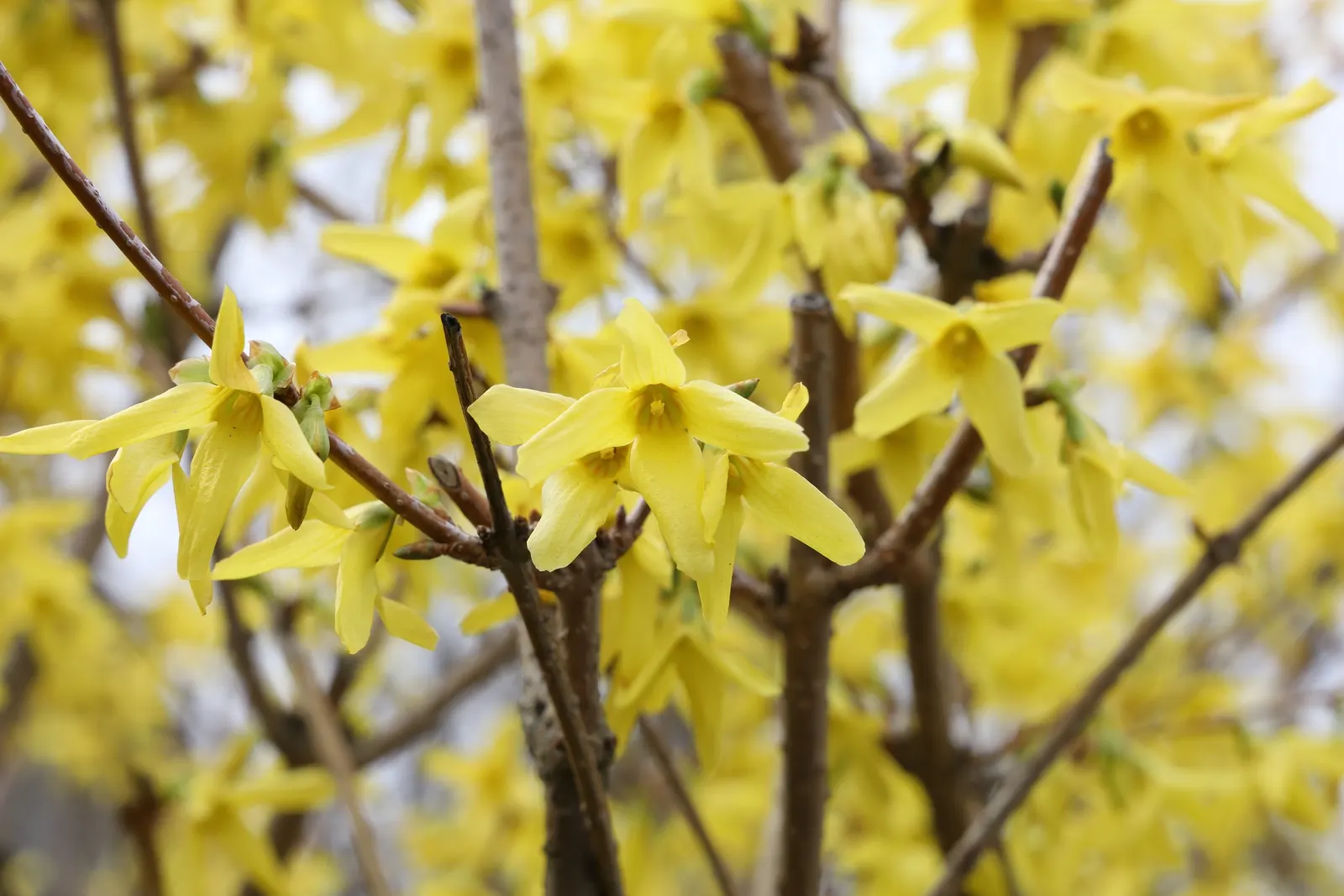Border Forsythia (Forsythia x intermedia) — shrub with yellow blooms; hardy in USDA zones 5 through 8, it can withstand average winter temperatures down to