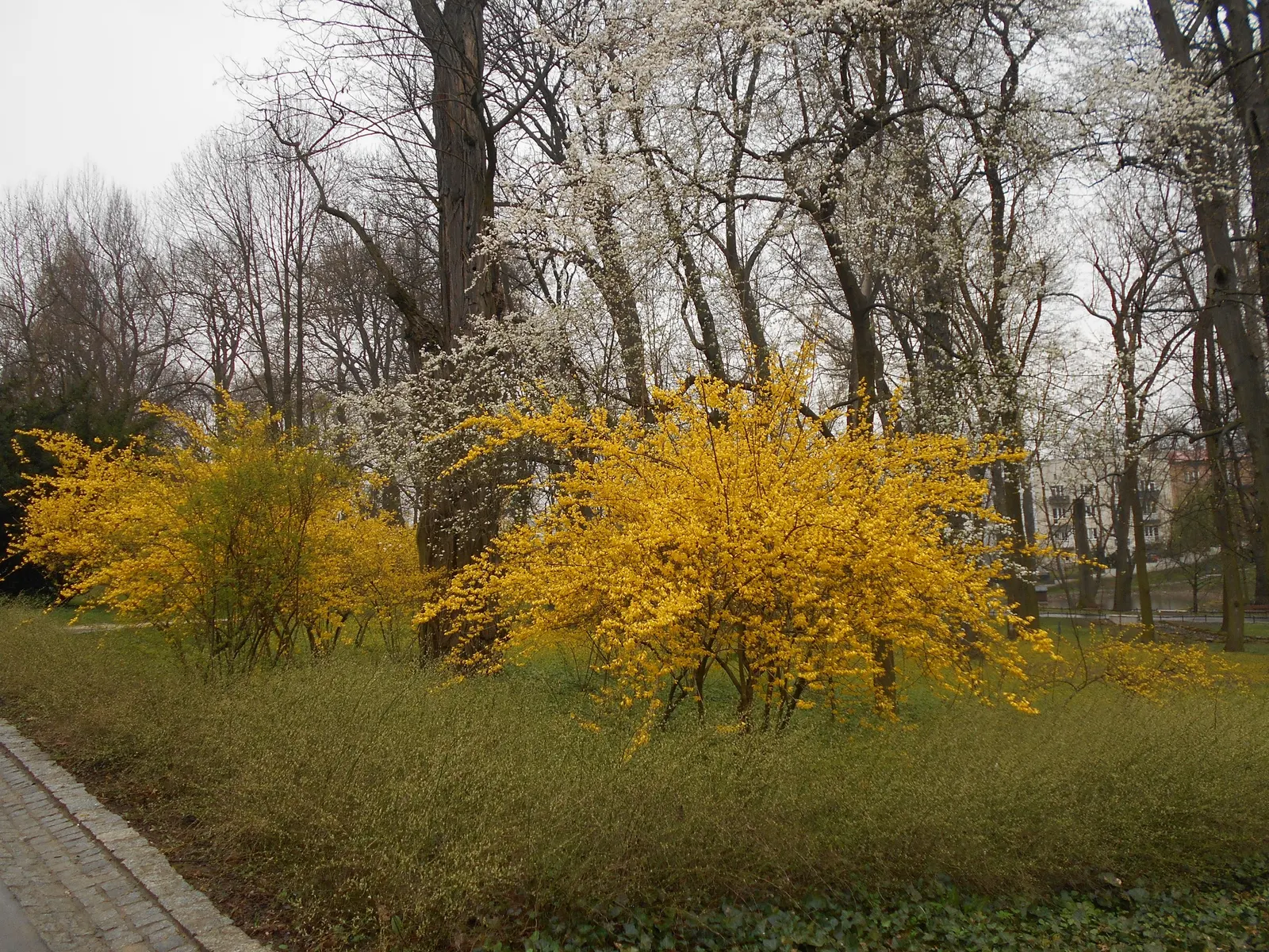 Border Forsythia (Forsythia x intermedia) — arching growth habit with slender branches that can create an informal