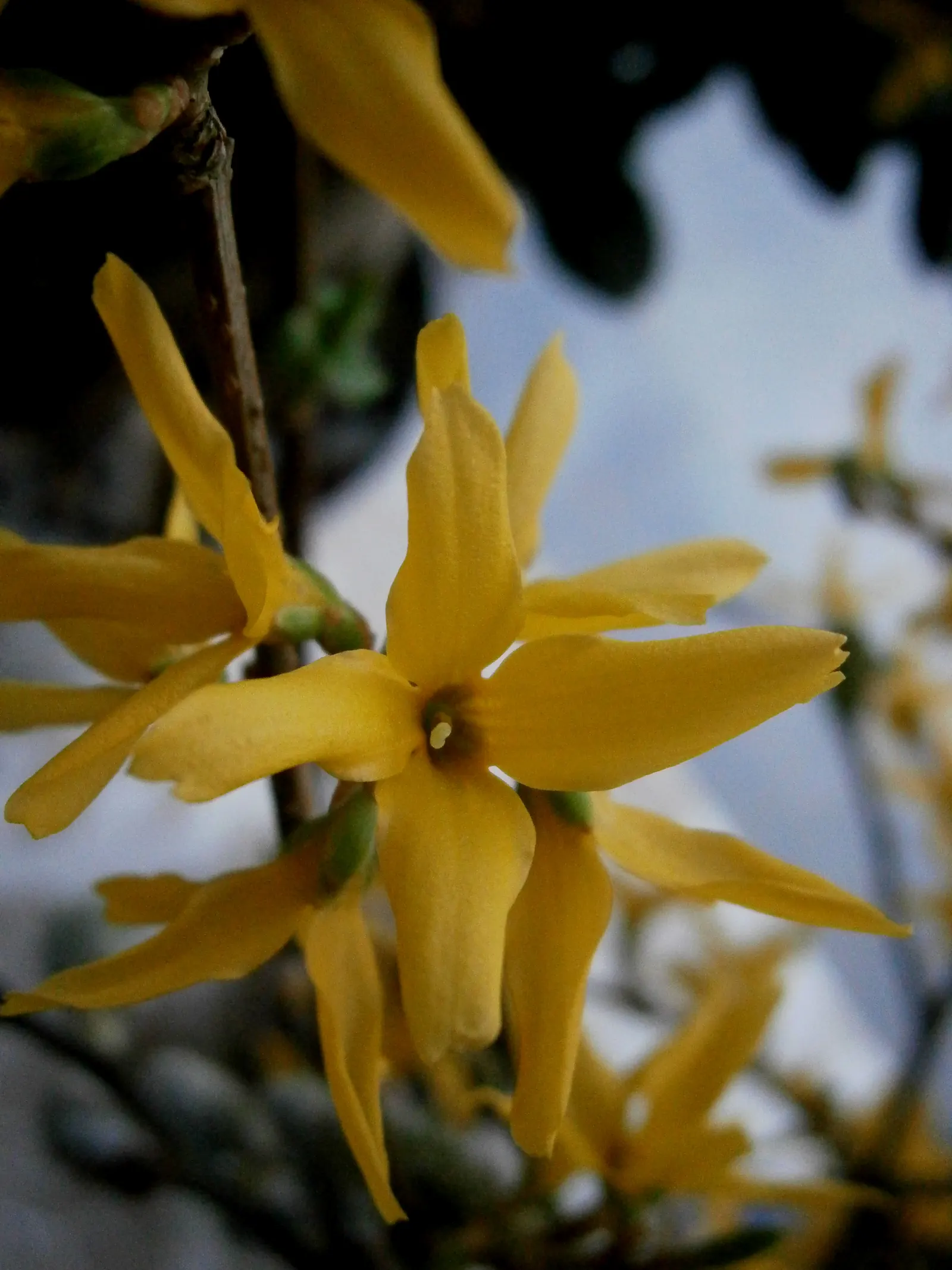 Border Forsythia (Forsythia x intermedia) — and is also tolerant to urban pollution