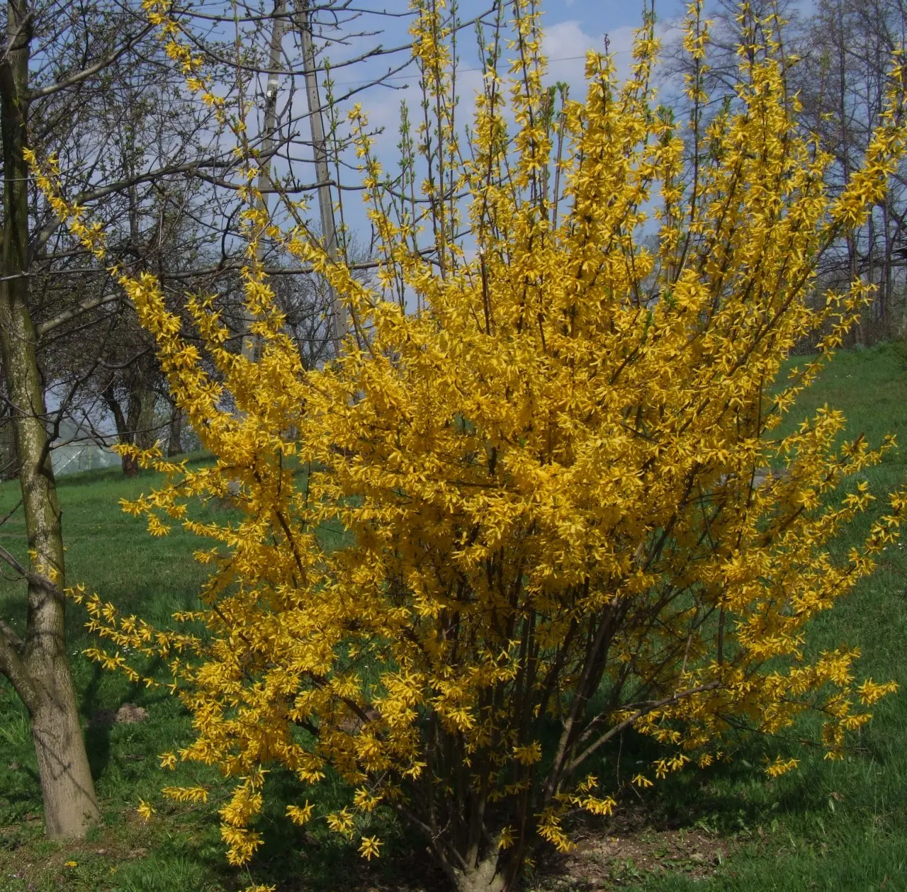 Border Forsythia (Forsythia x intermedia) — Forsythia provides early color and is low maintenance; it's an excellent choice for gardeners looking for reliable