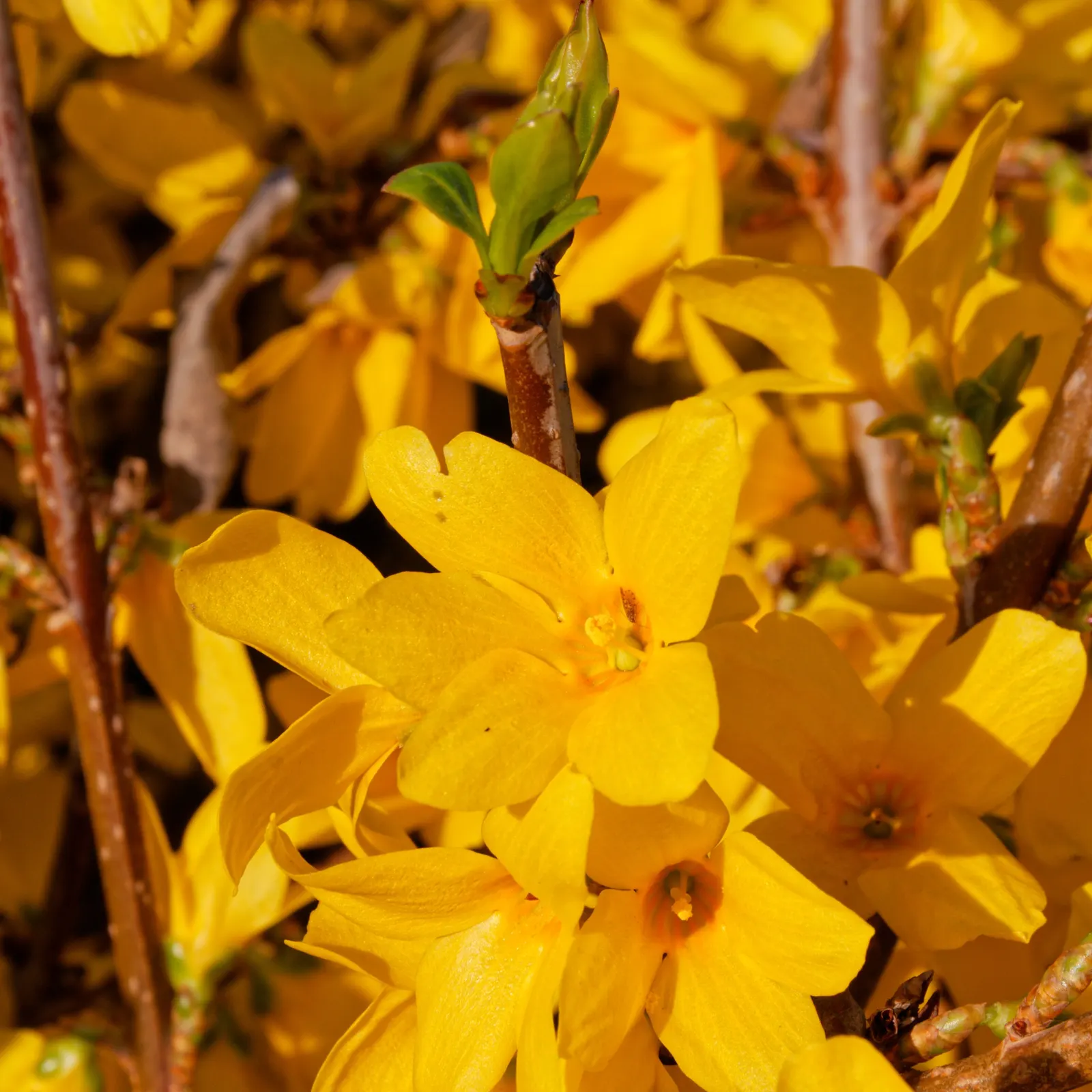 Border Forsythia (Forsythia x intermedia) — are not only a visual delight but also attract early foraging bees; ideal for borders or hedges