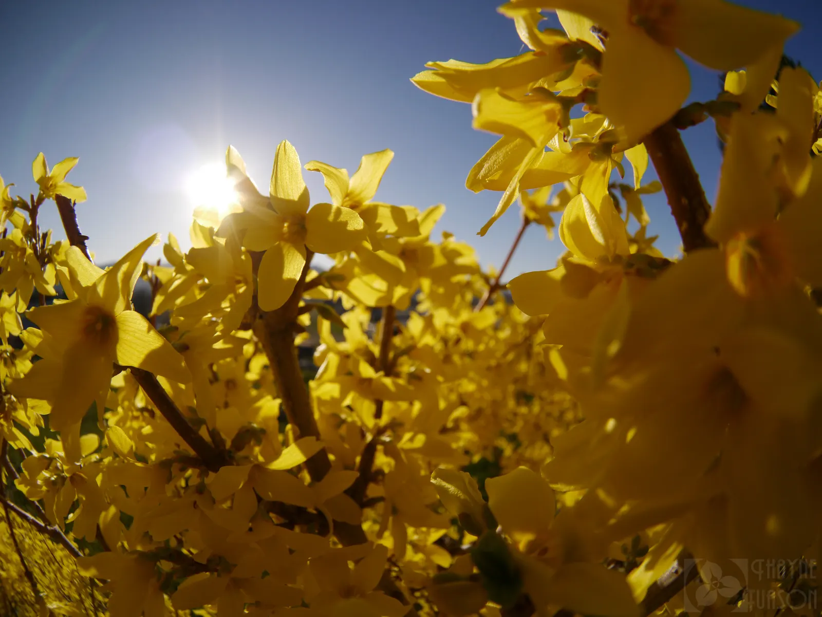 Border Forsythia (Forsythia x intermedia) — these plants typically stand between 8 and 10 feet tall; use Forsythia as a lively hedge, image 75