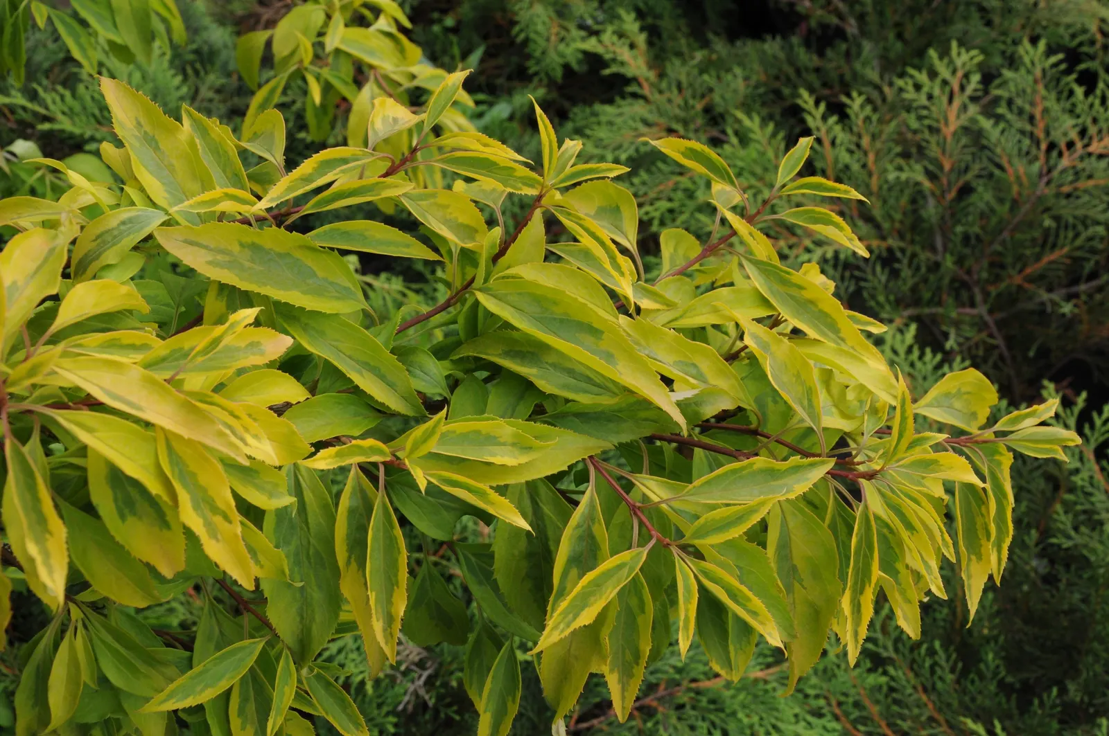 Border Forsythia (Forsythia x intermedia) — Hardy in USDA zones 5 through 8, it can withstand average winter temperatures down to -20°F; <br><br>For a