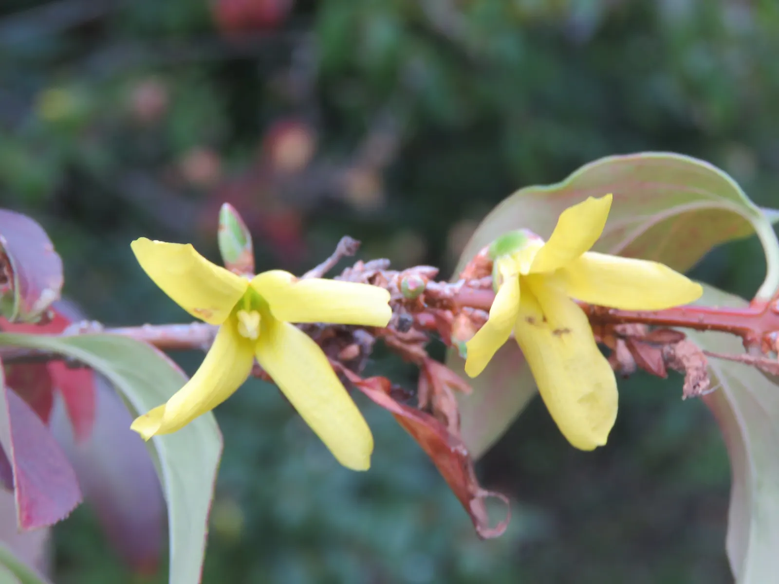 Border Forsythia (Forsythia x intermedia) — Hardy in Zones 4 through 9, image 39