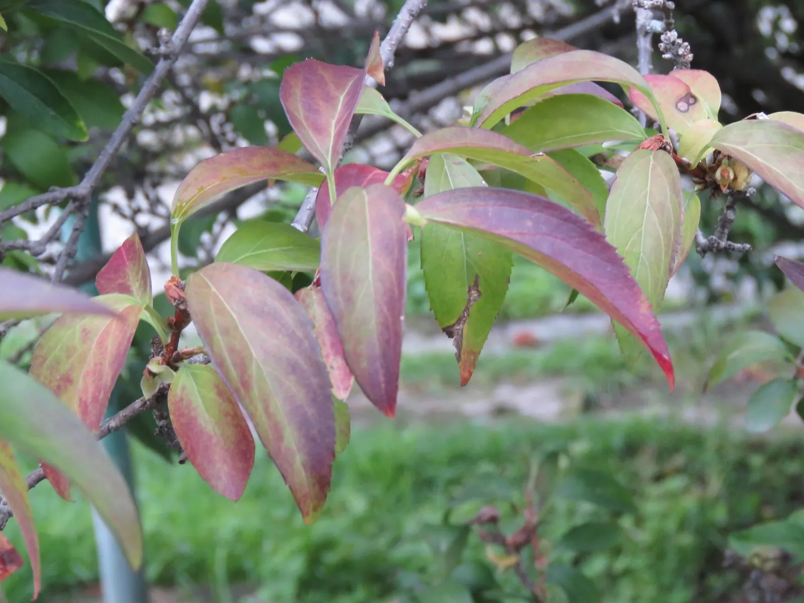 Border Forsythia (Forsythia x intermedia) — Forsythia provides early color and is low maintenance