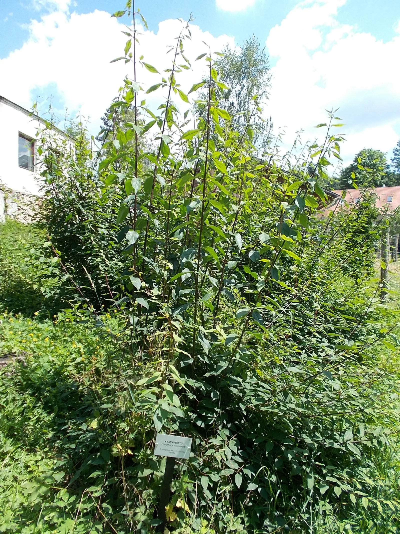 Border Forsythia (Forsythia x intermedia) — <br><br>For a landscaping design; measuring close to 1 inch in length