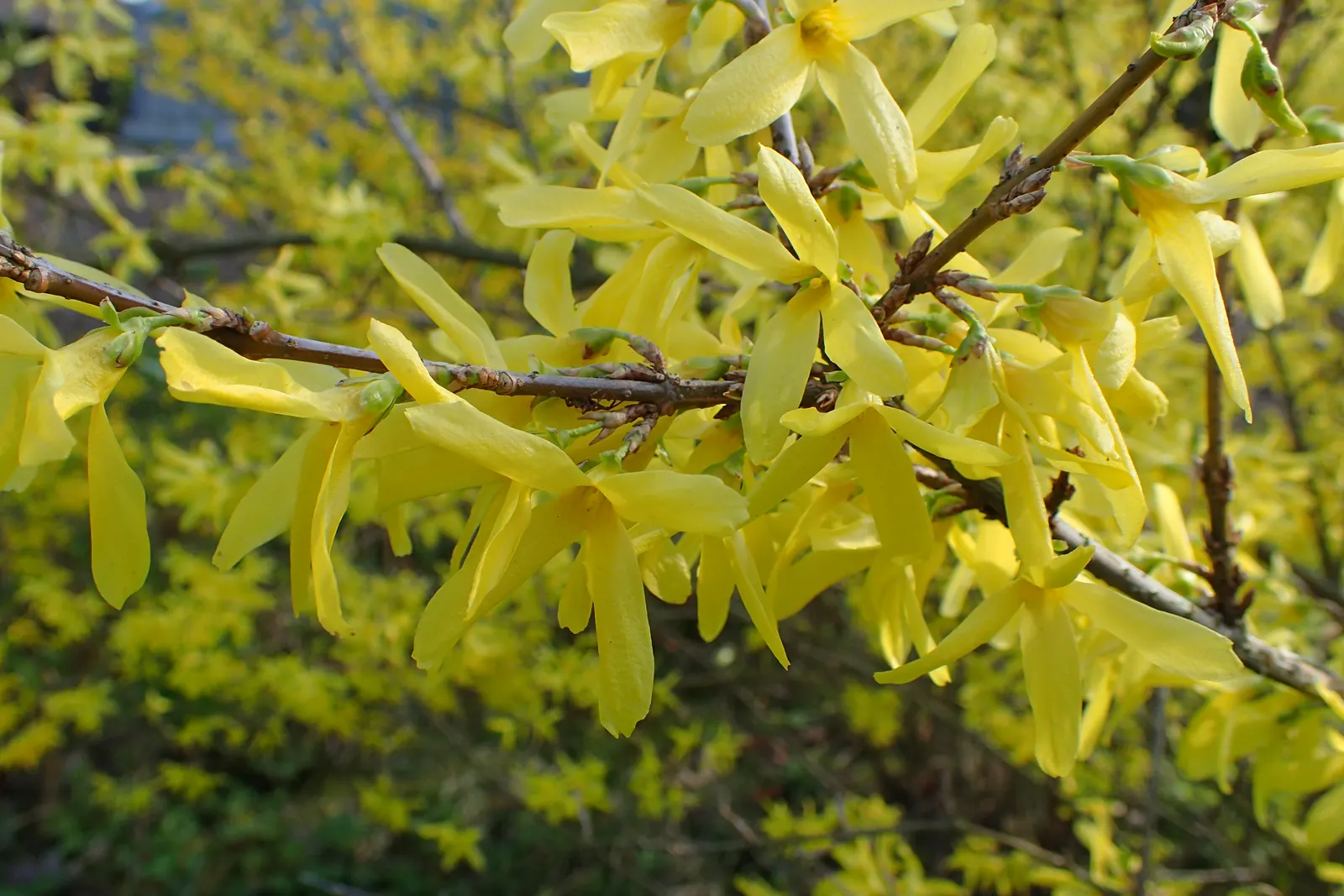 Border Forsythia (Forsythia x intermedia) — These bell-shaped blossoms; and is also tolerant to urban pollution, image 79