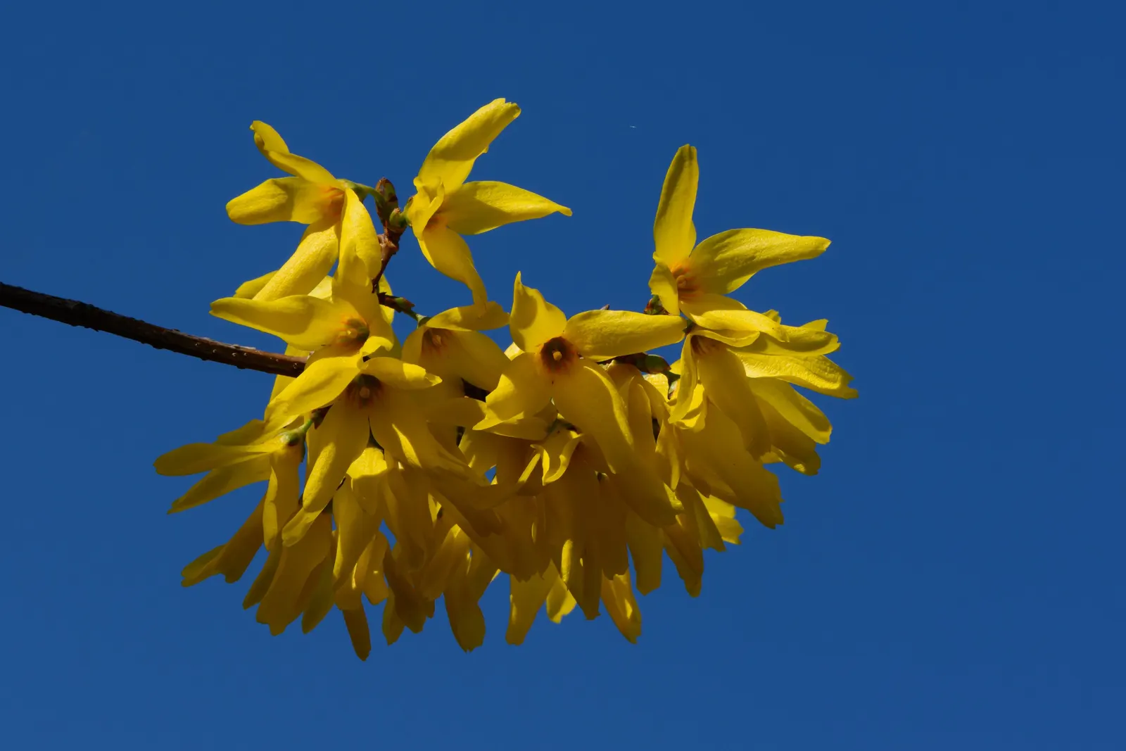 Border Forsythia (Forsythia x intermedia) — It prefers well-drained soil but is adaptable to a range of soil types