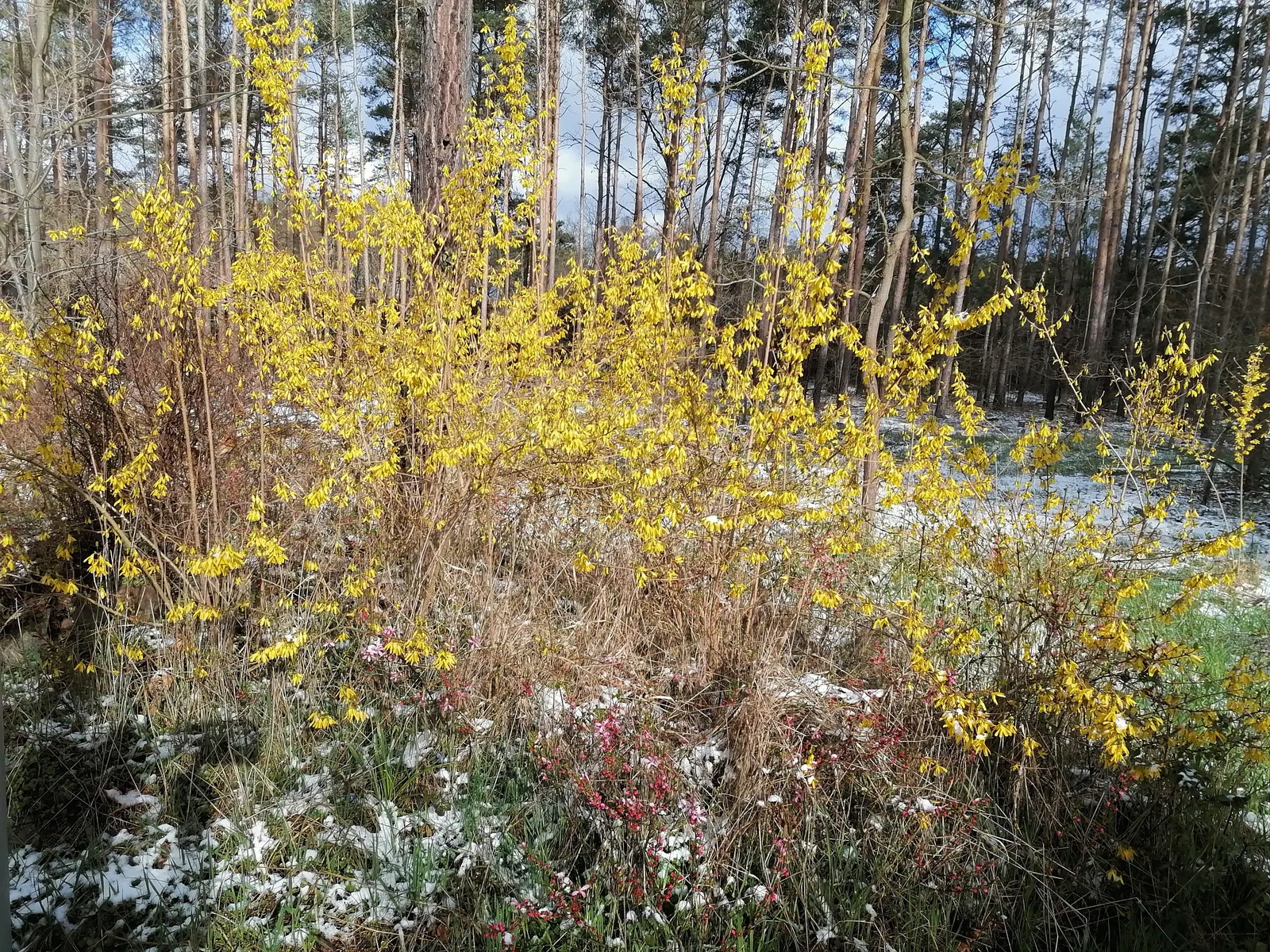 Border Forsythia (Forsythia x intermedia) — yellow flowers in the garden