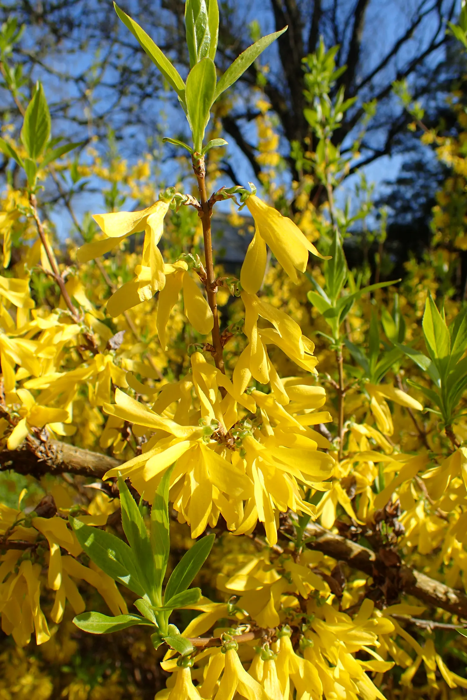 Border Forsythia (Forsythia x intermedia) — providing a striking display; are not only a visual delight but also attract early foraging bees