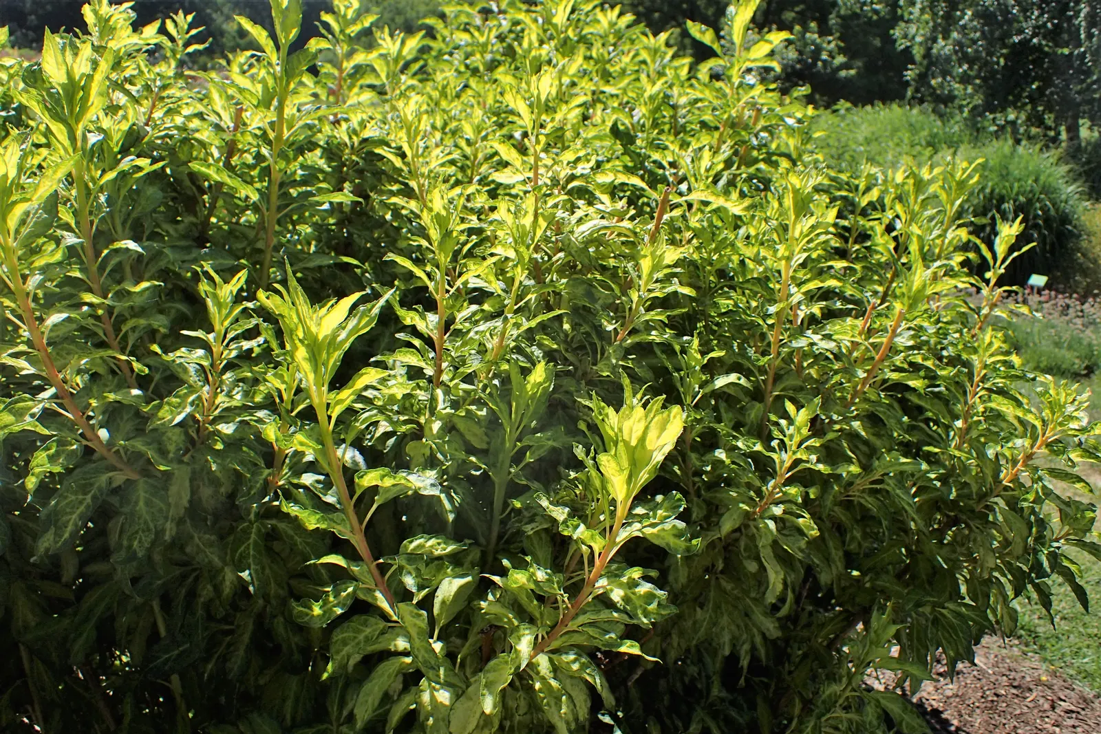 Border Forsythia (Forsythia x intermedia) — are not only a visual delight but also attract early foraging bees; ideal for borders or hedges, image 81