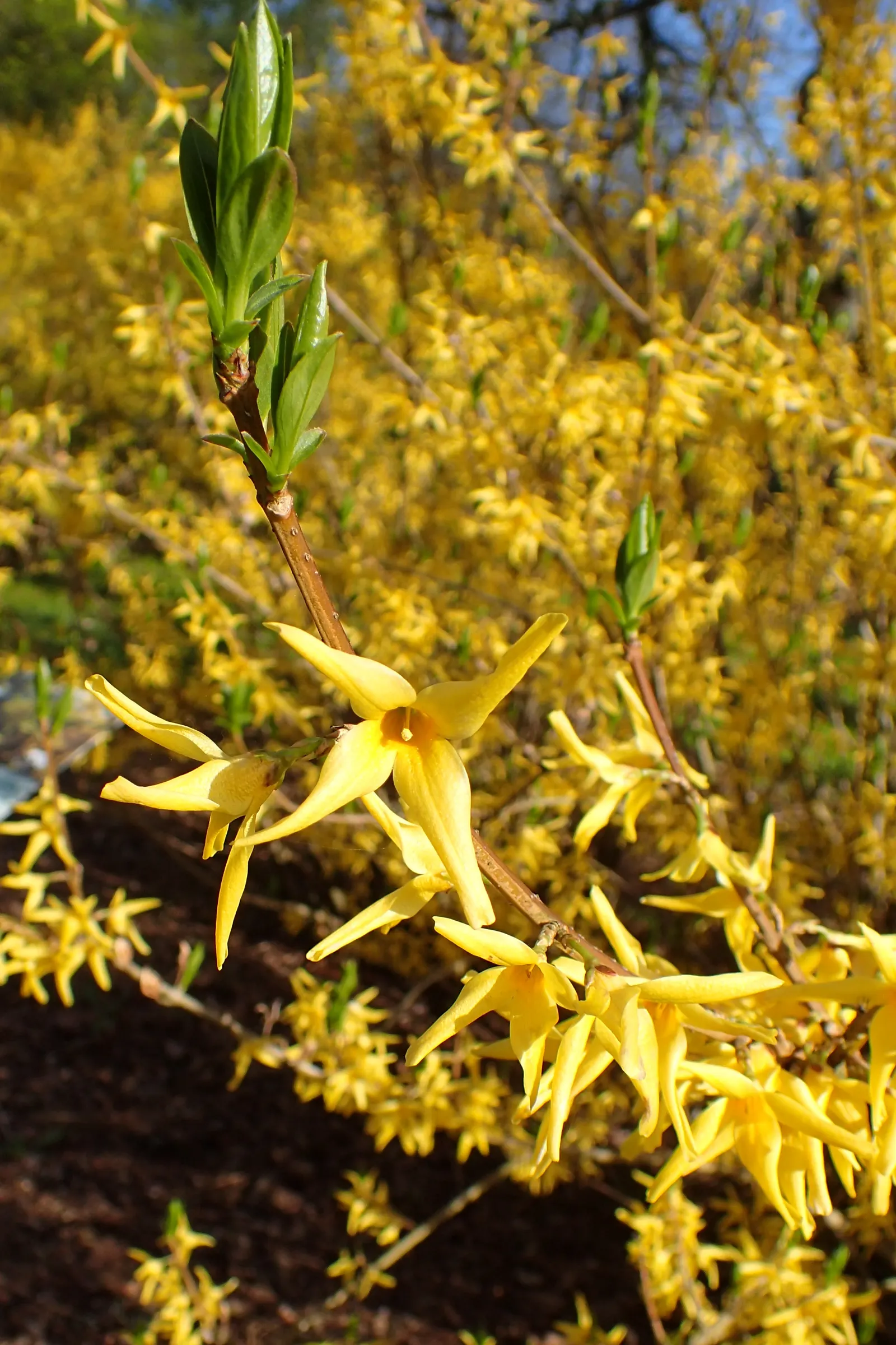 Border Forsythia (Forsythia x intermedia) — shrub for full; allowing the warmth of spring to enter homes even during the colder months