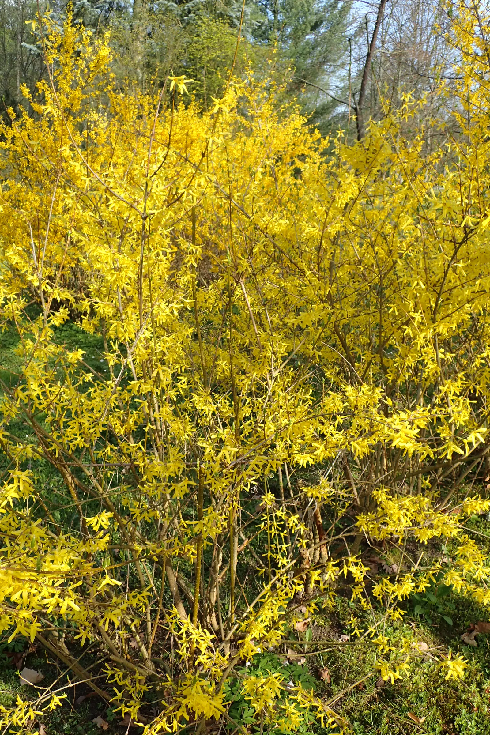 Border Forsythia (Forsythia x intermedia) — with an equivalent spread