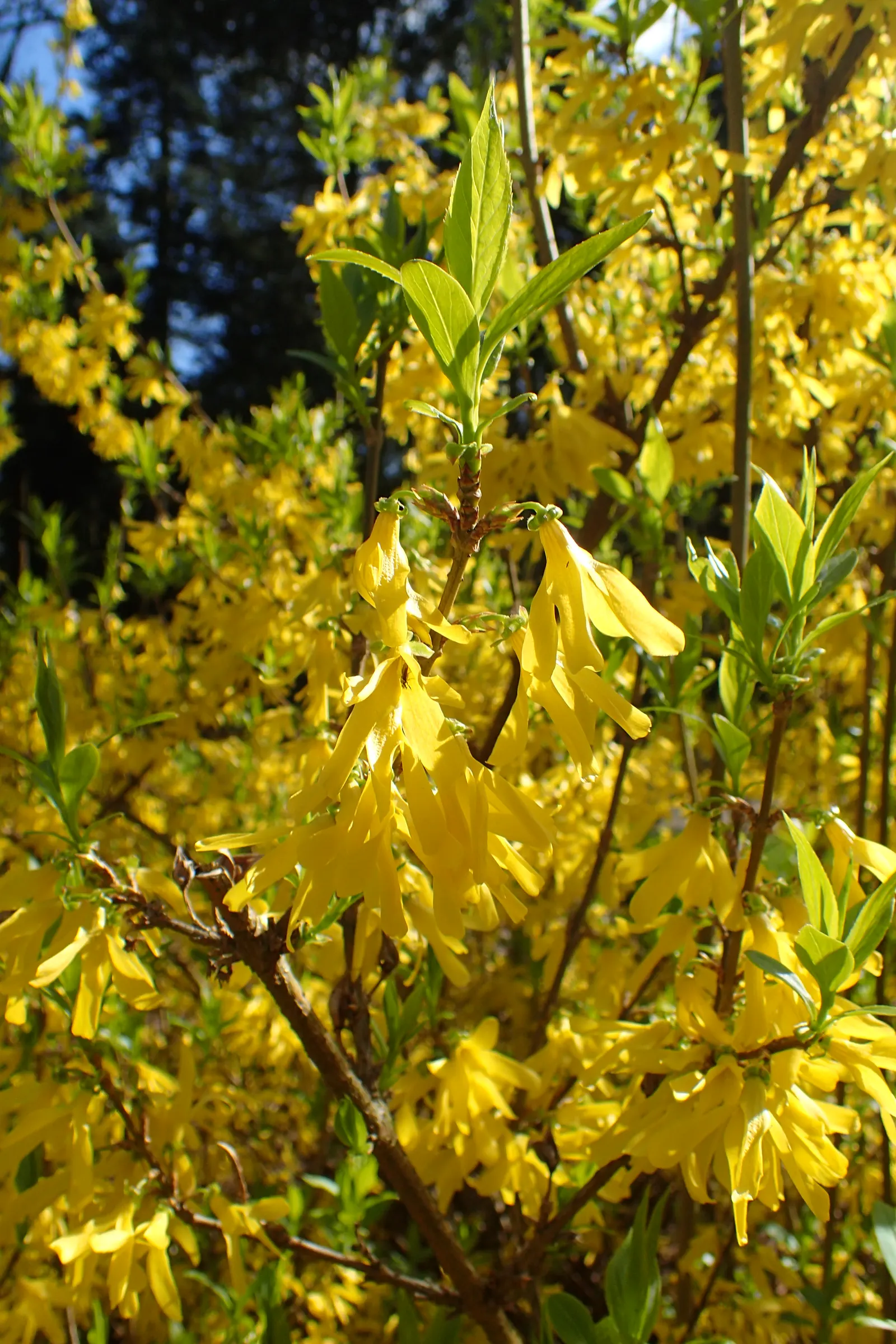 Border Forsythia (Forsythia x intermedia) — needing only occasional pruning to maintain shape; shrub with yellow blooms