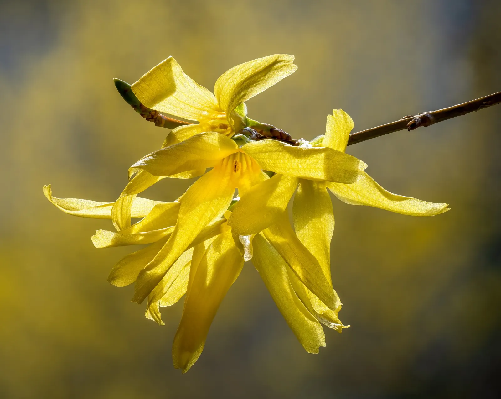 Border Forsythia (Forsythia x intermedia) — measuring close to 1 inch in length