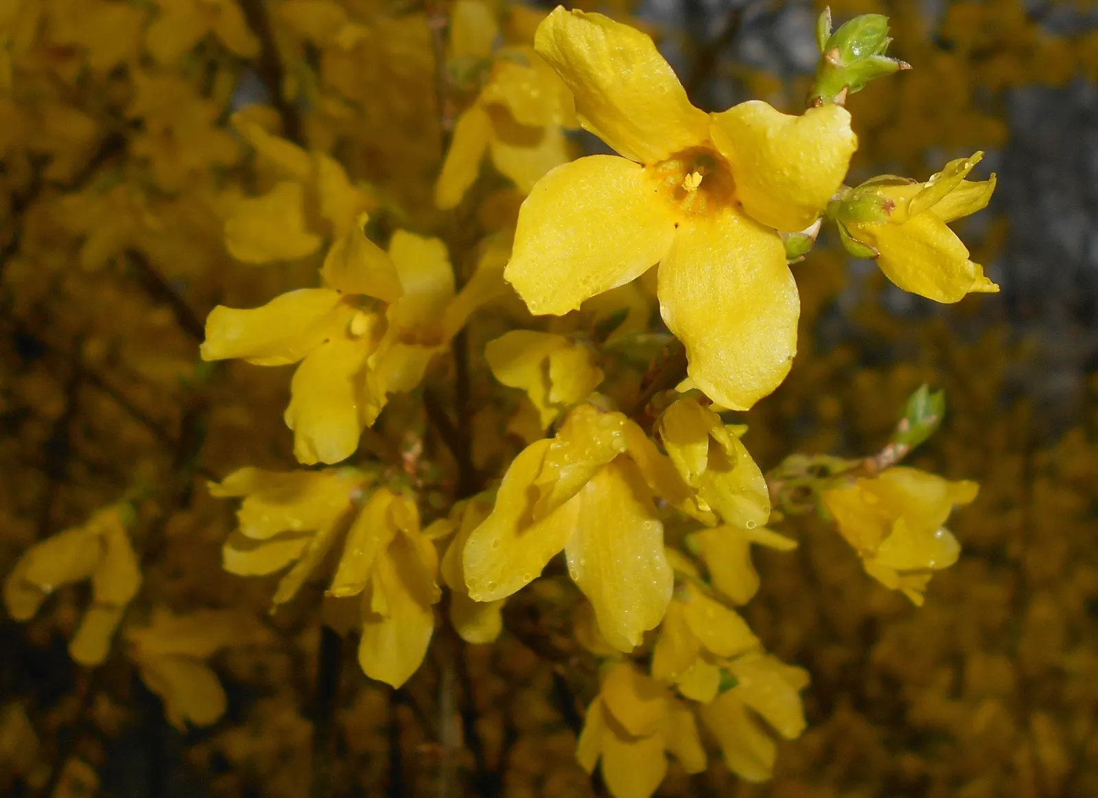 Border Forsythia (Forsythia x intermedia) — although some varieties may stay more compact.<br><br>One of the first shrubs to bloom each year, image 77