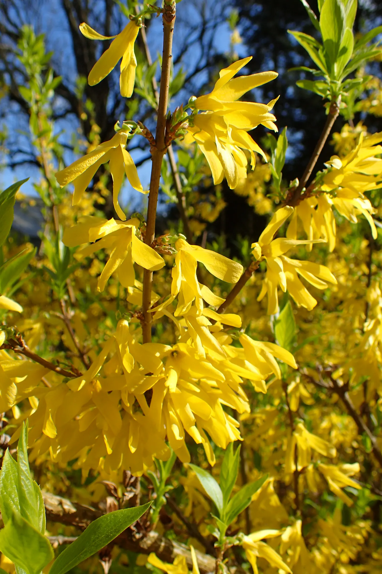 Border Forsythia (Forsythia x intermedia) — making it a popular choice for landscape designs seeking a splash of early spring color; but it is, image 74
