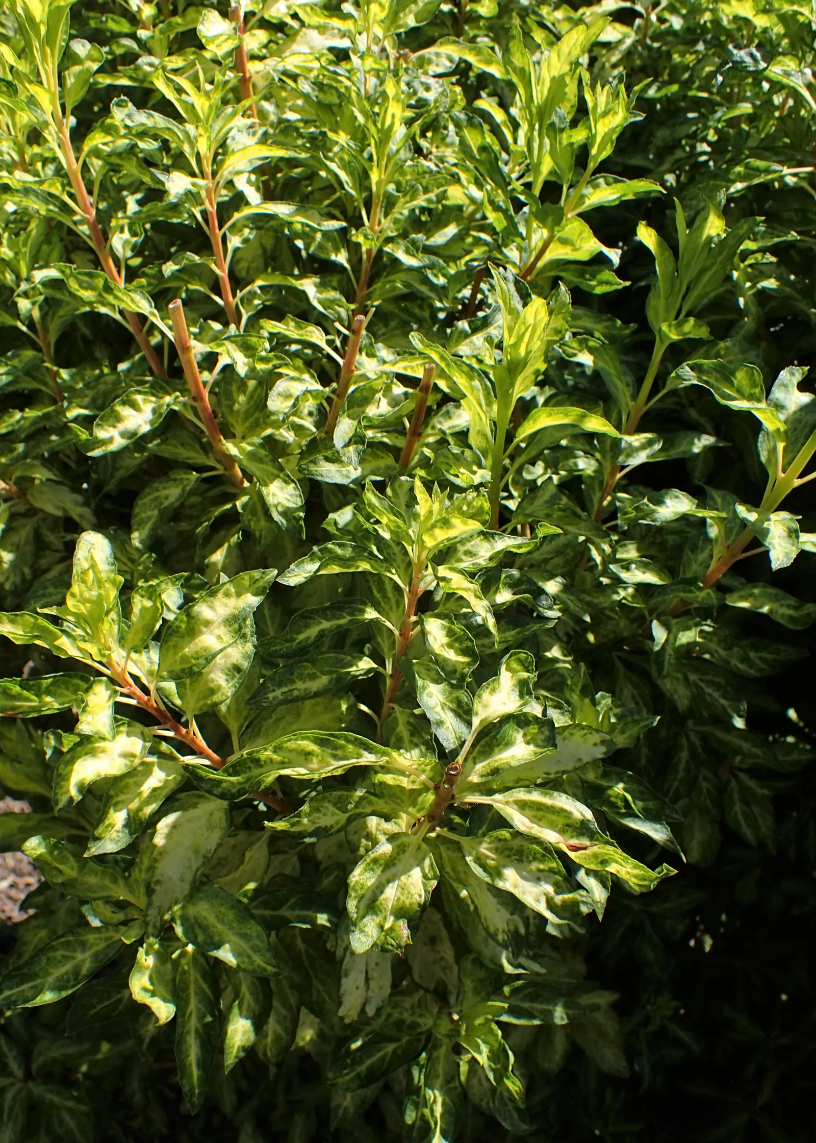 Border Forsythia (Forsythia x intermedia) — Fast-growing, it prefers full sun to partial shade and adapts to various soil types