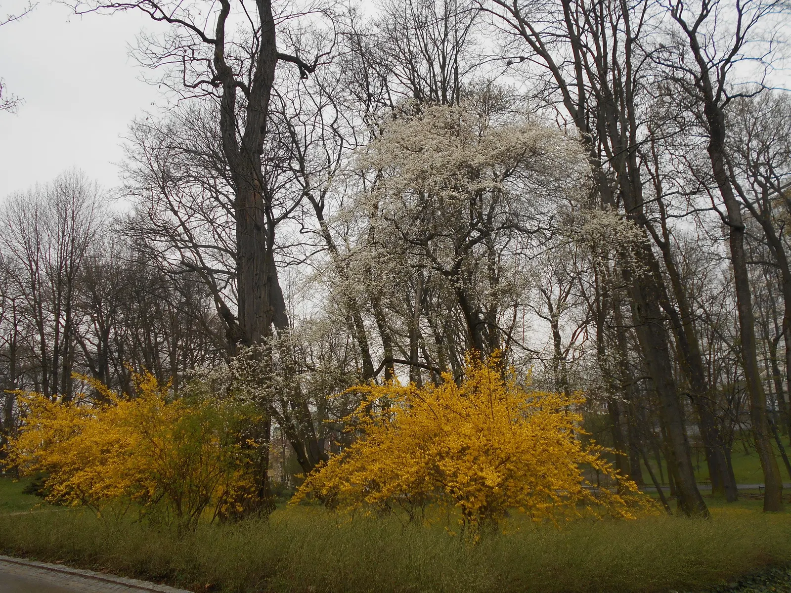 Border Forsythia (Forsythia x intermedia) — Hardy in Zones 4 through 9