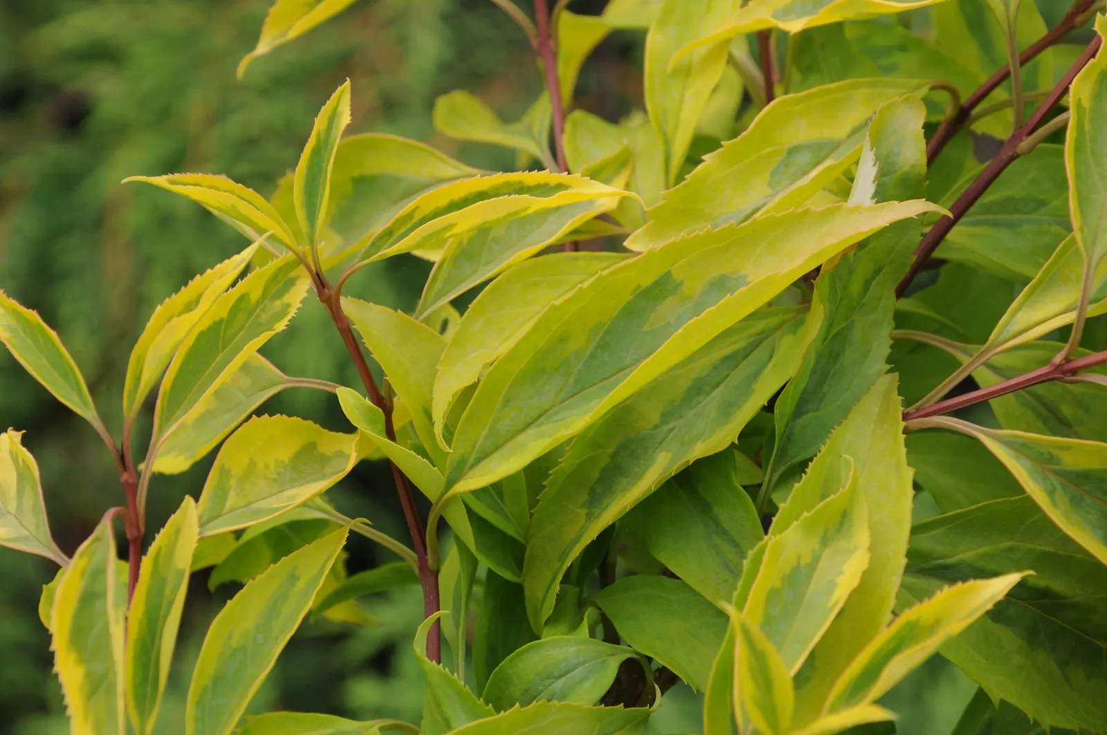 Border Forsythia (Forsythia x intermedia) — as the plant flowers on the previous year's growth.<br><br>Forsythia x intermedia thrives in full sun; yellow