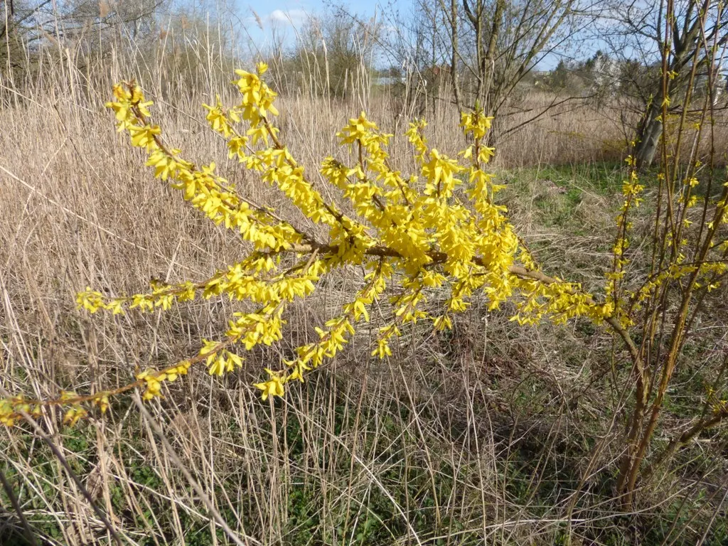 Border Forsythia (Forsythia x intermedia) — It prefers well-drained soil but is adaptable to a range of soil types; providing a striking display