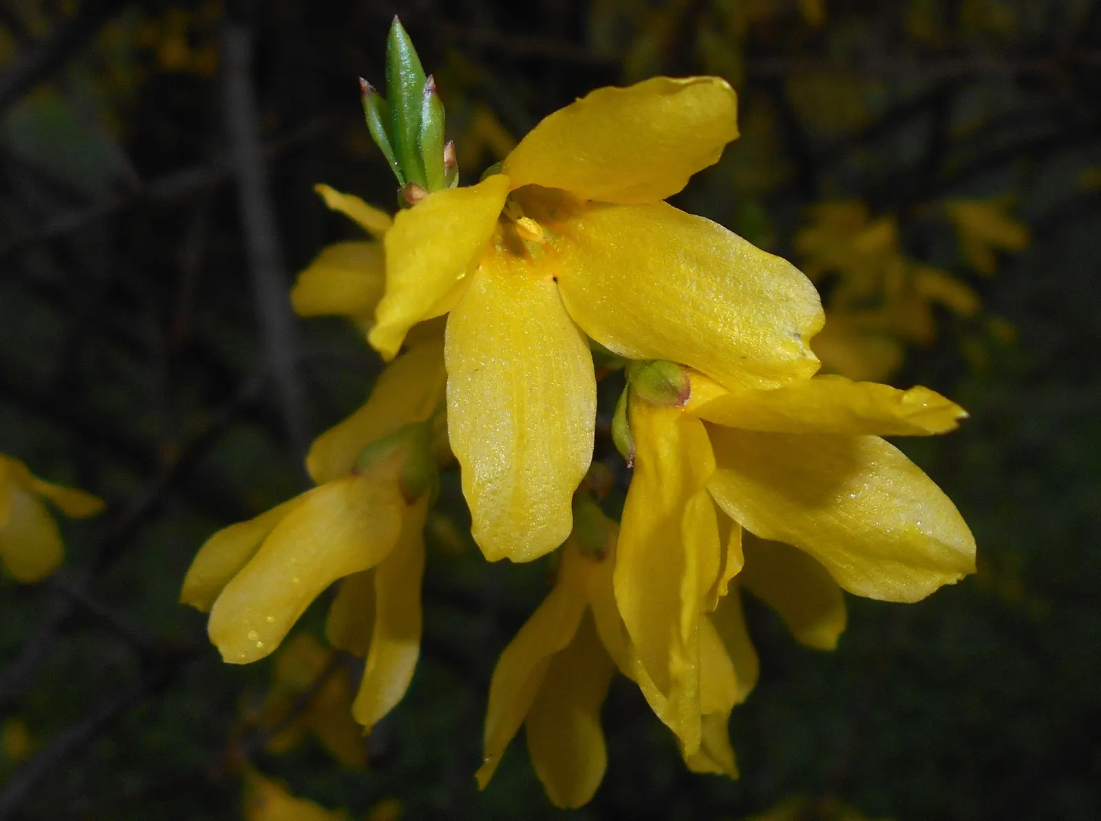 Border Forsythia (Forsythia x intermedia) — Fast-growing, it prefers full sun to partial shade and adapts to various soil types; although some, image 68