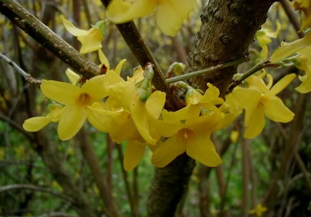 Border Forsythia (Forsythia x intermedia) — Hardy in USDA zones 5 through 8, it can withstand average winter temperatures down to -20&deg;F